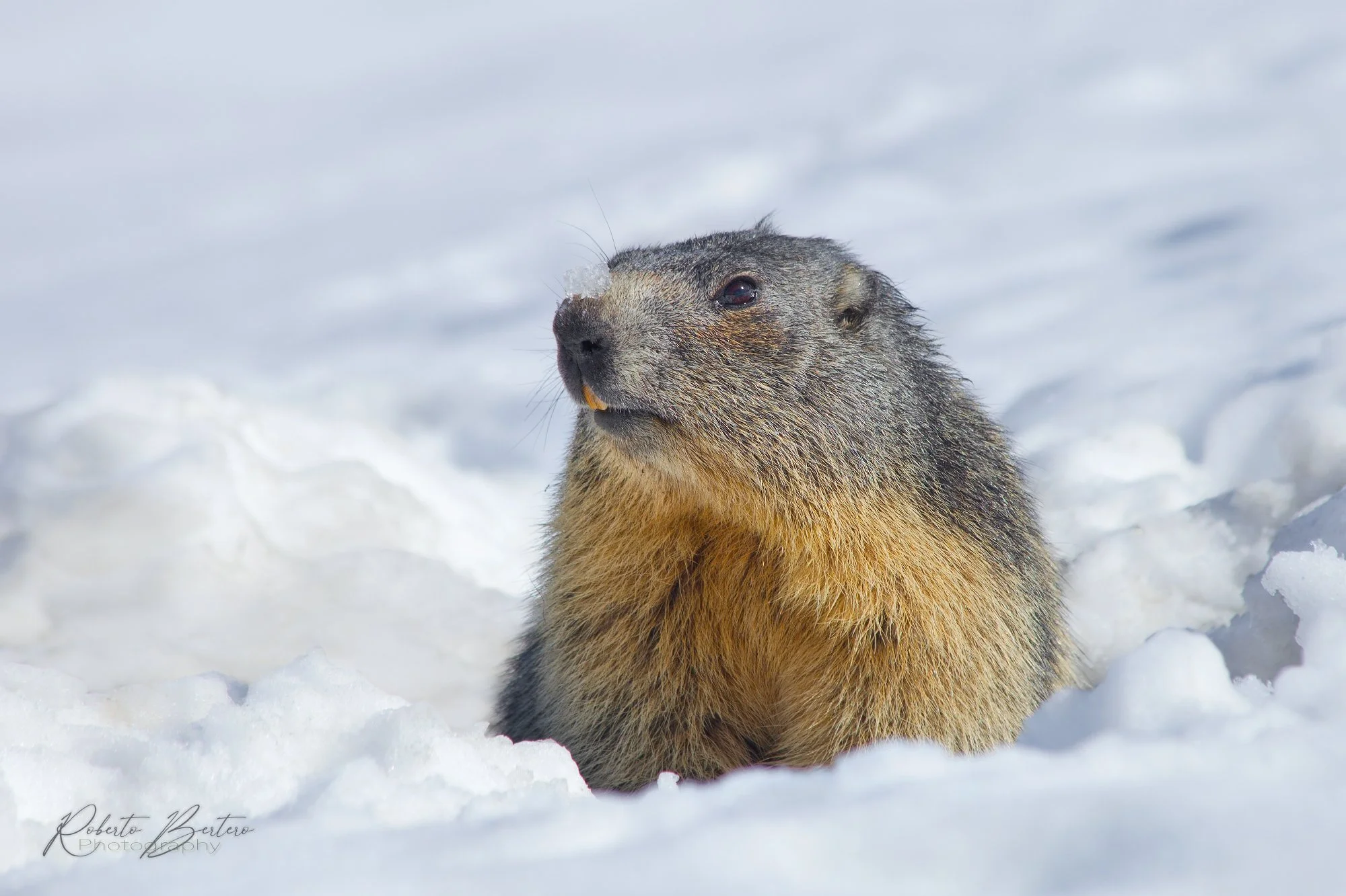 Snow on the Nose