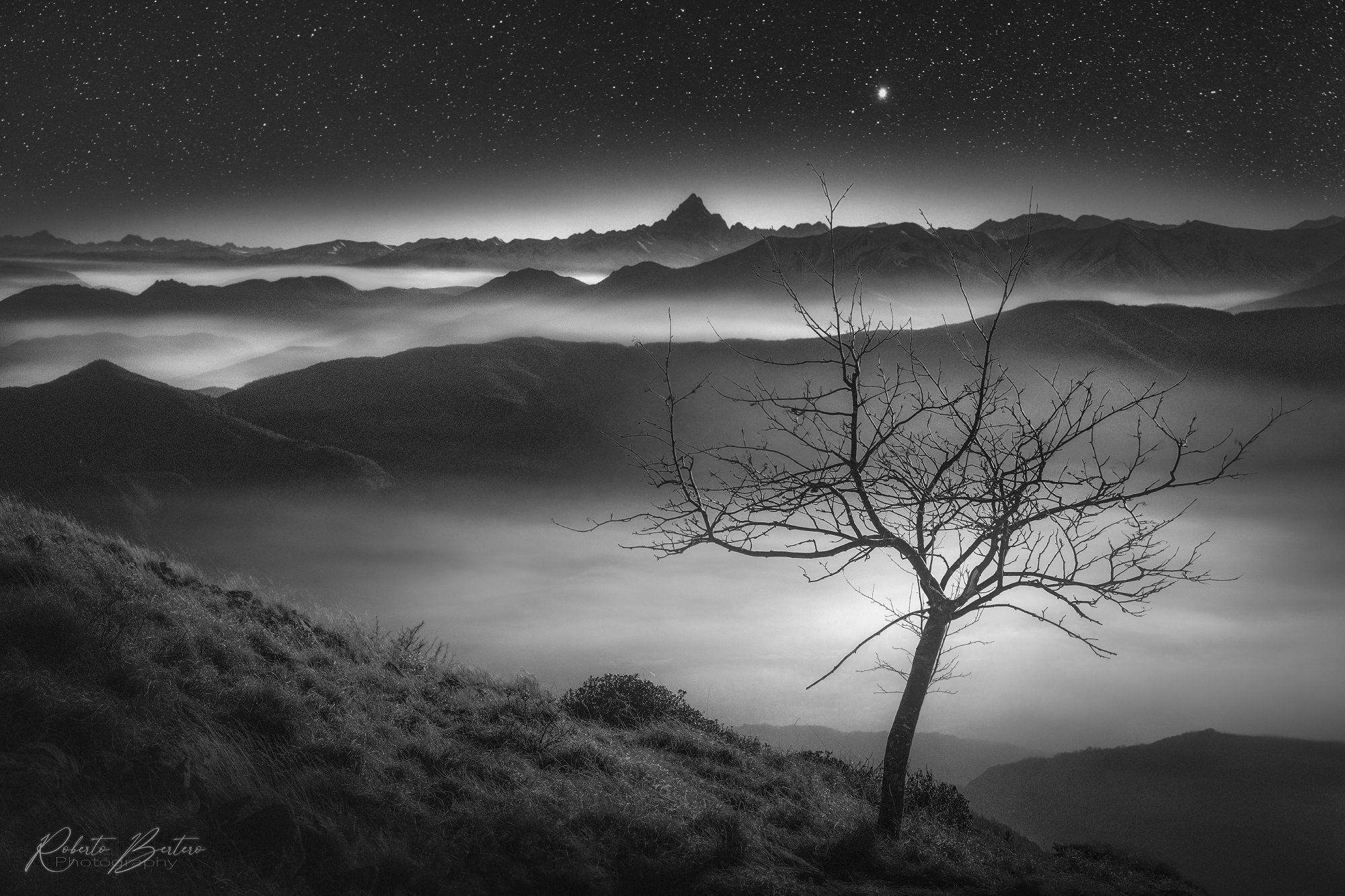 The Tree That Spoke To The Stars