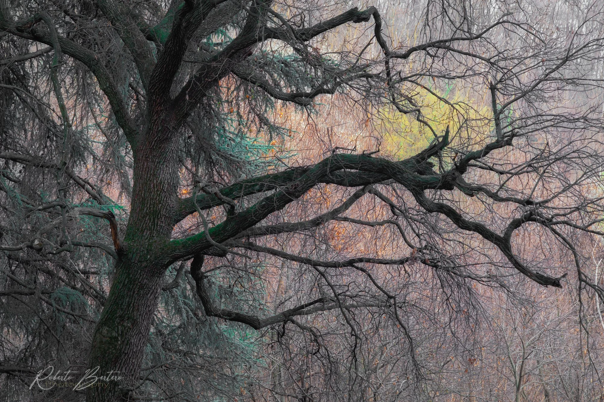 Outstretched Branches