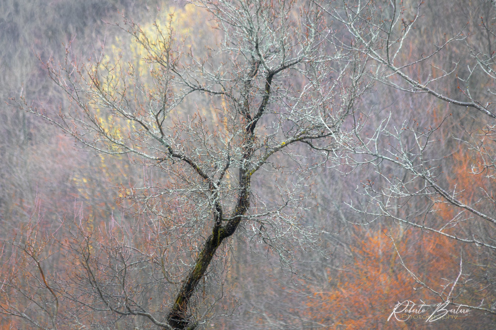 Branches & Colours