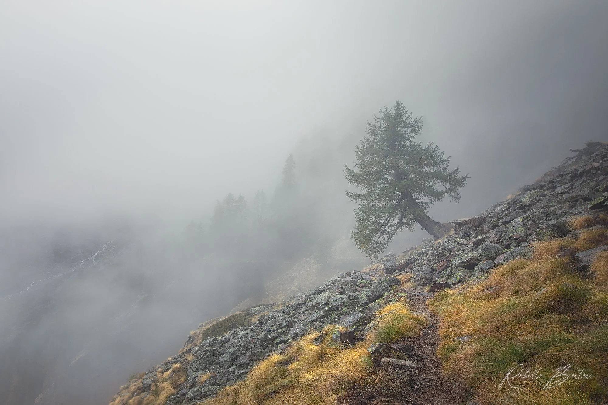 Misty Autumn