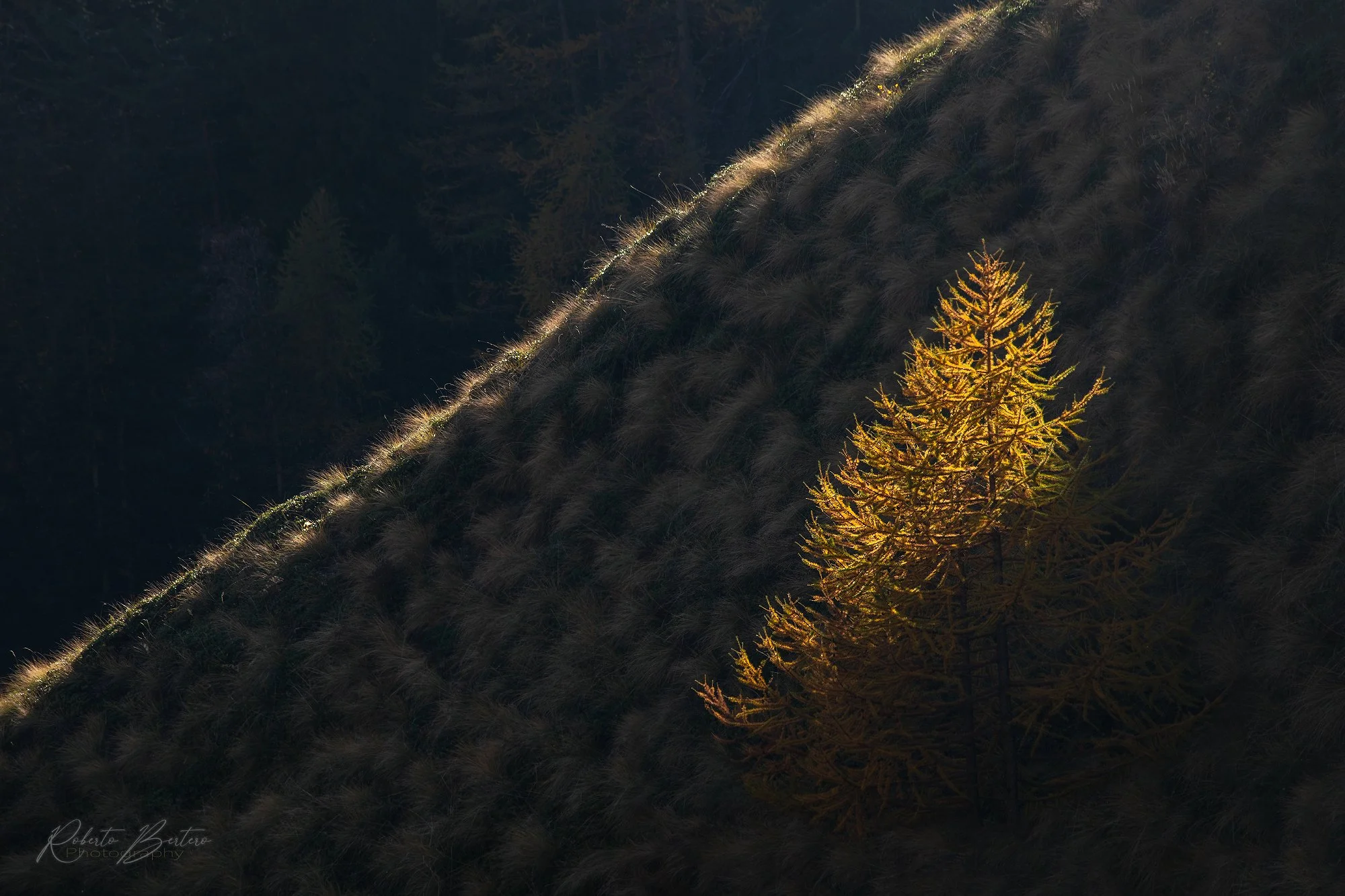Tree in Chiaroscuro