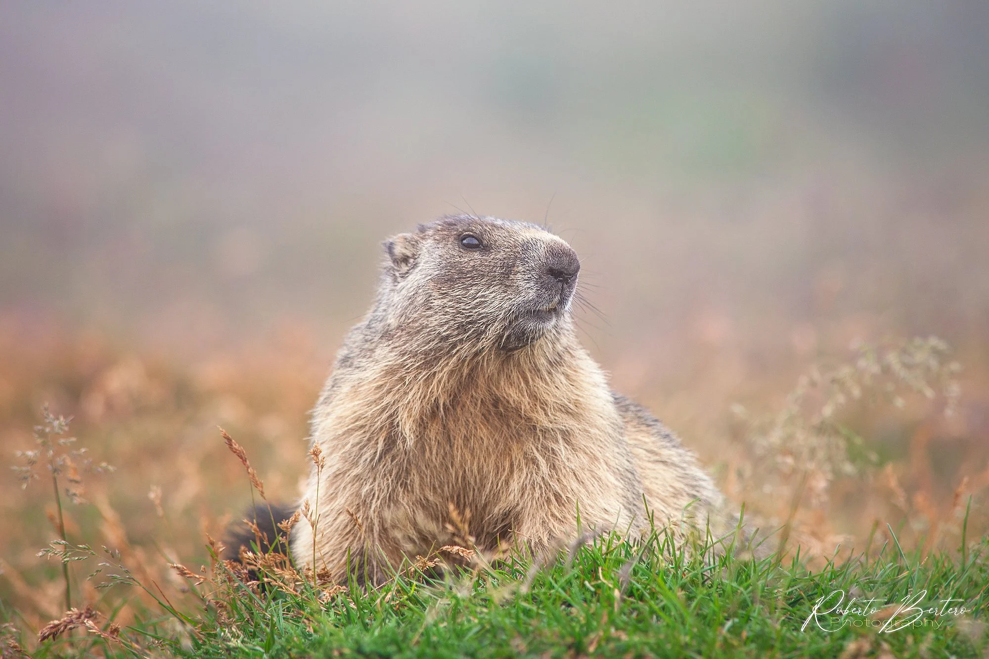 Marmot in the Mist
