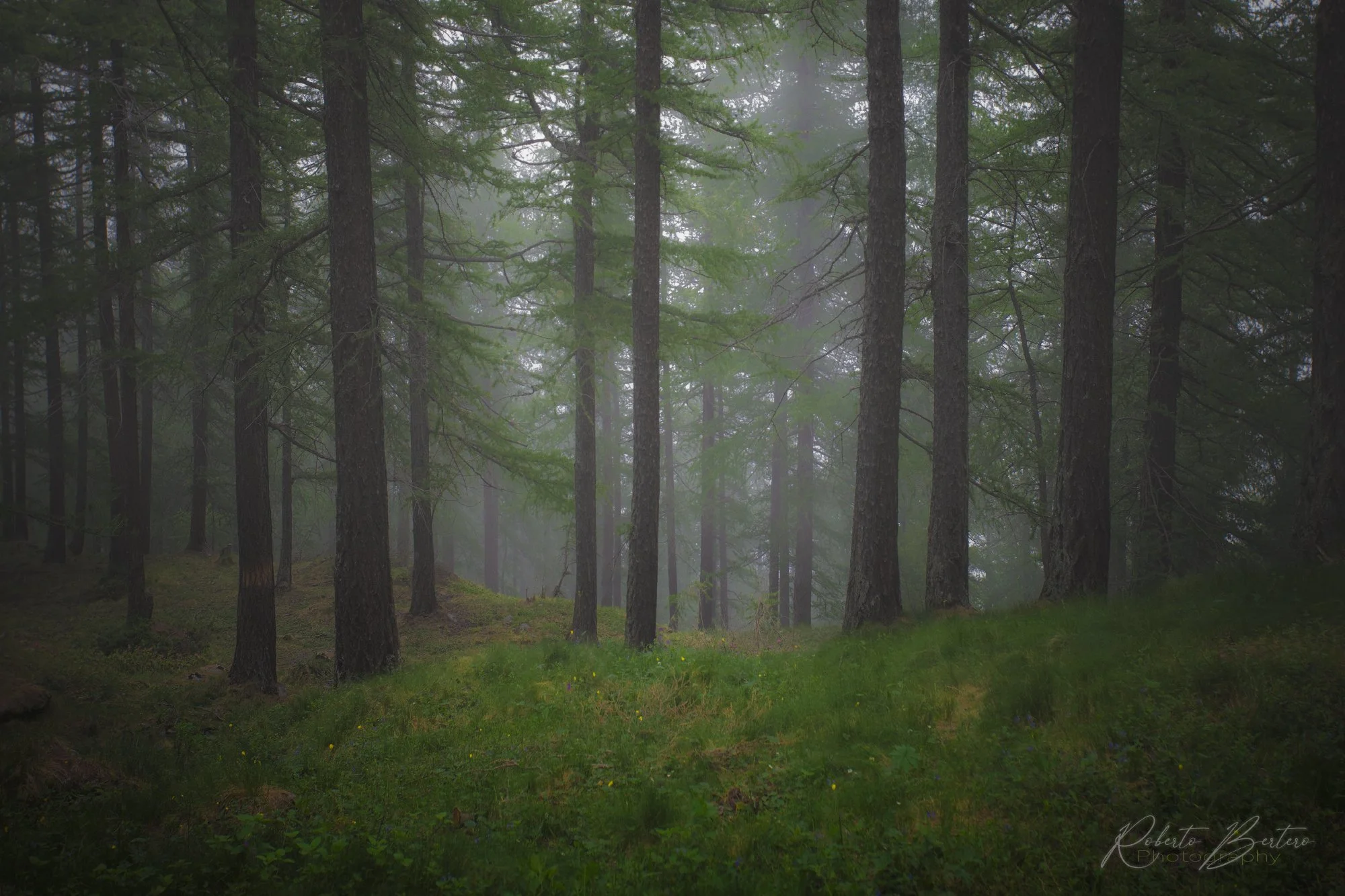Misty Woods