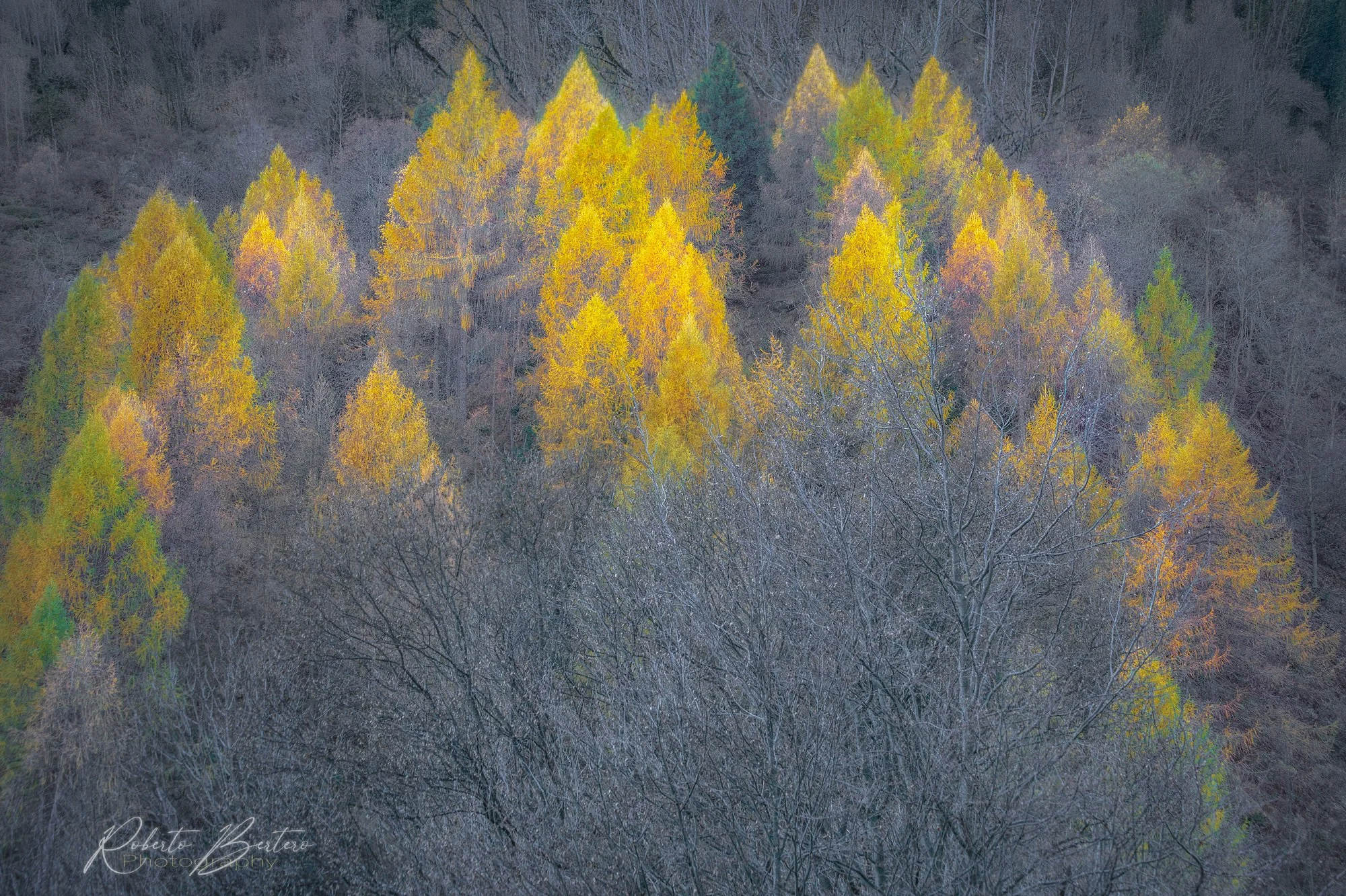 Magic of Autumn