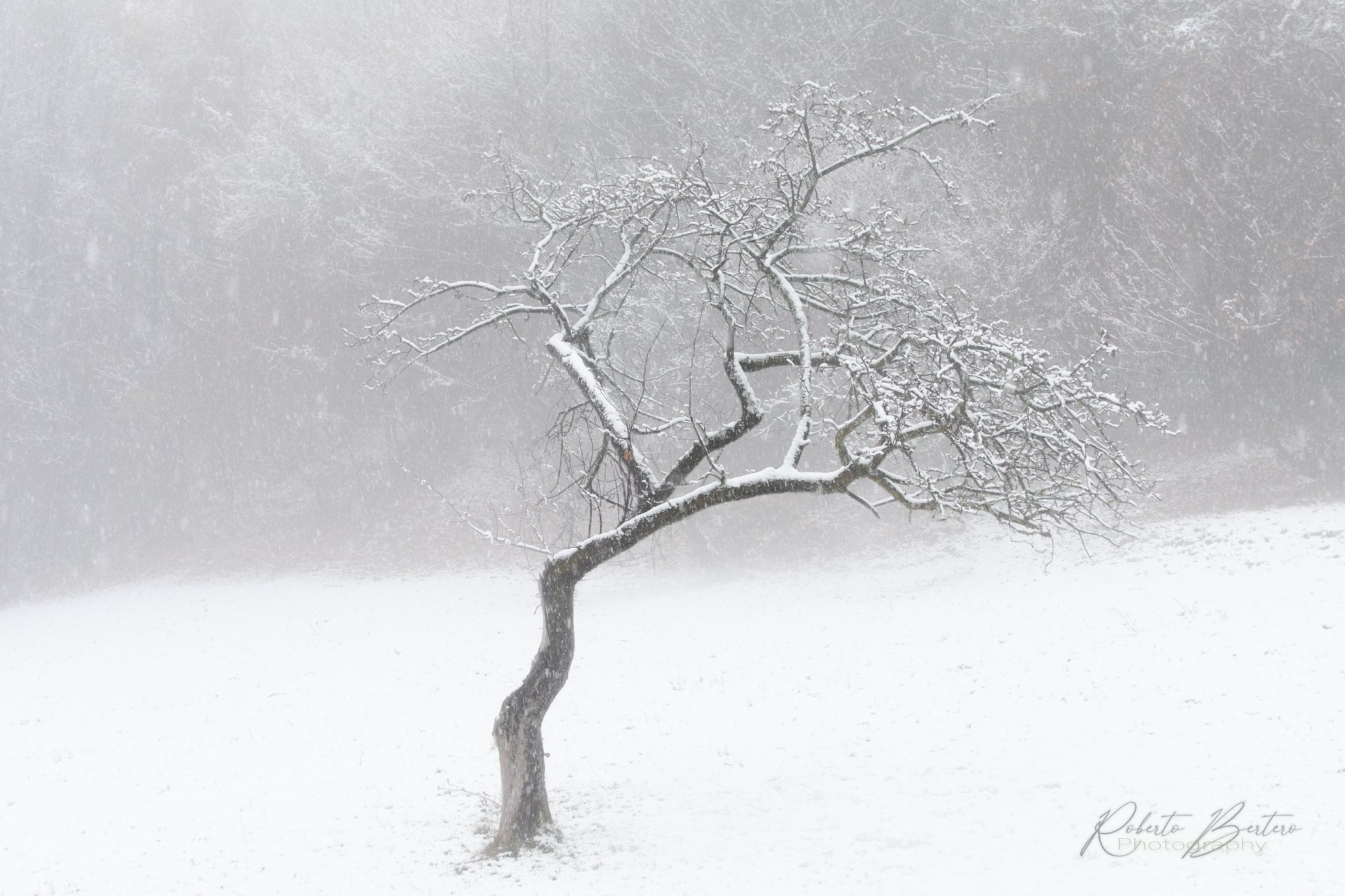 Hushed Winter