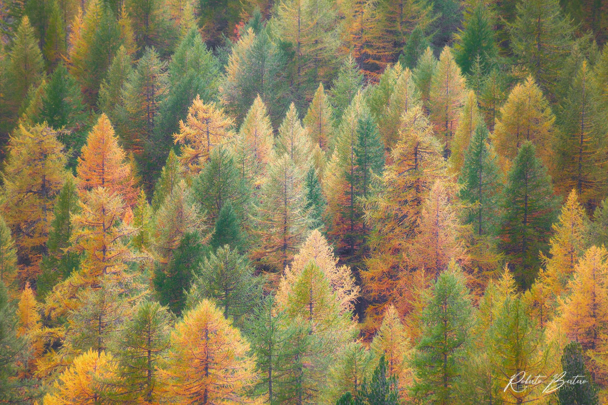 Autumnal Trees