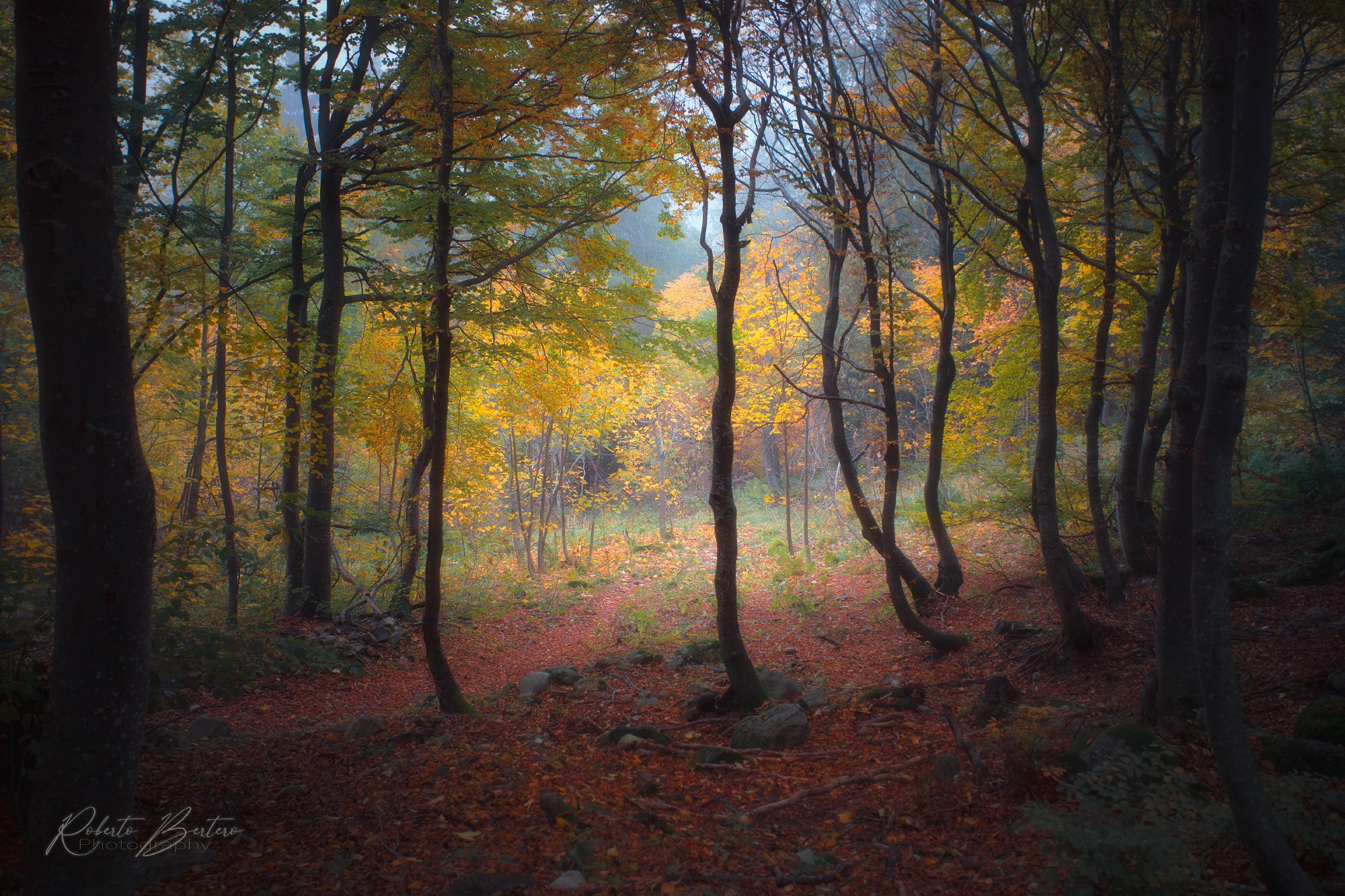 Autumnal Atmosphere