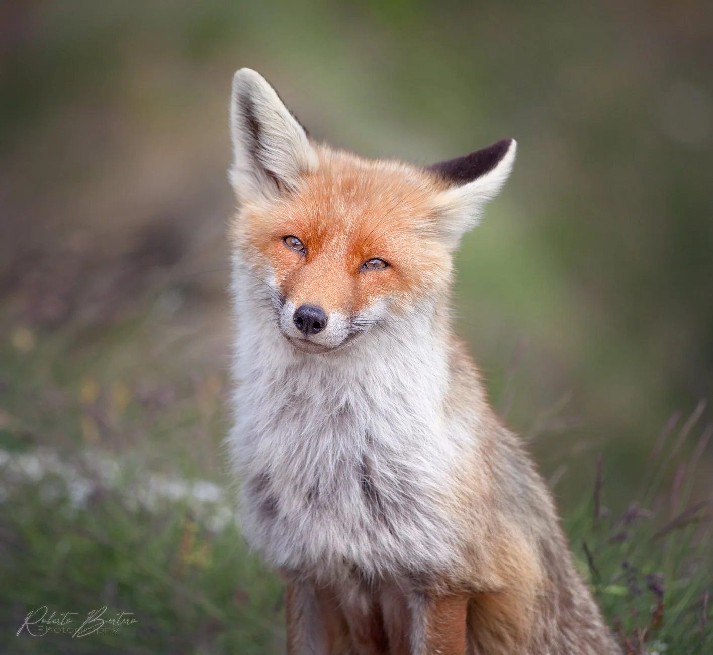 Smiling Fox