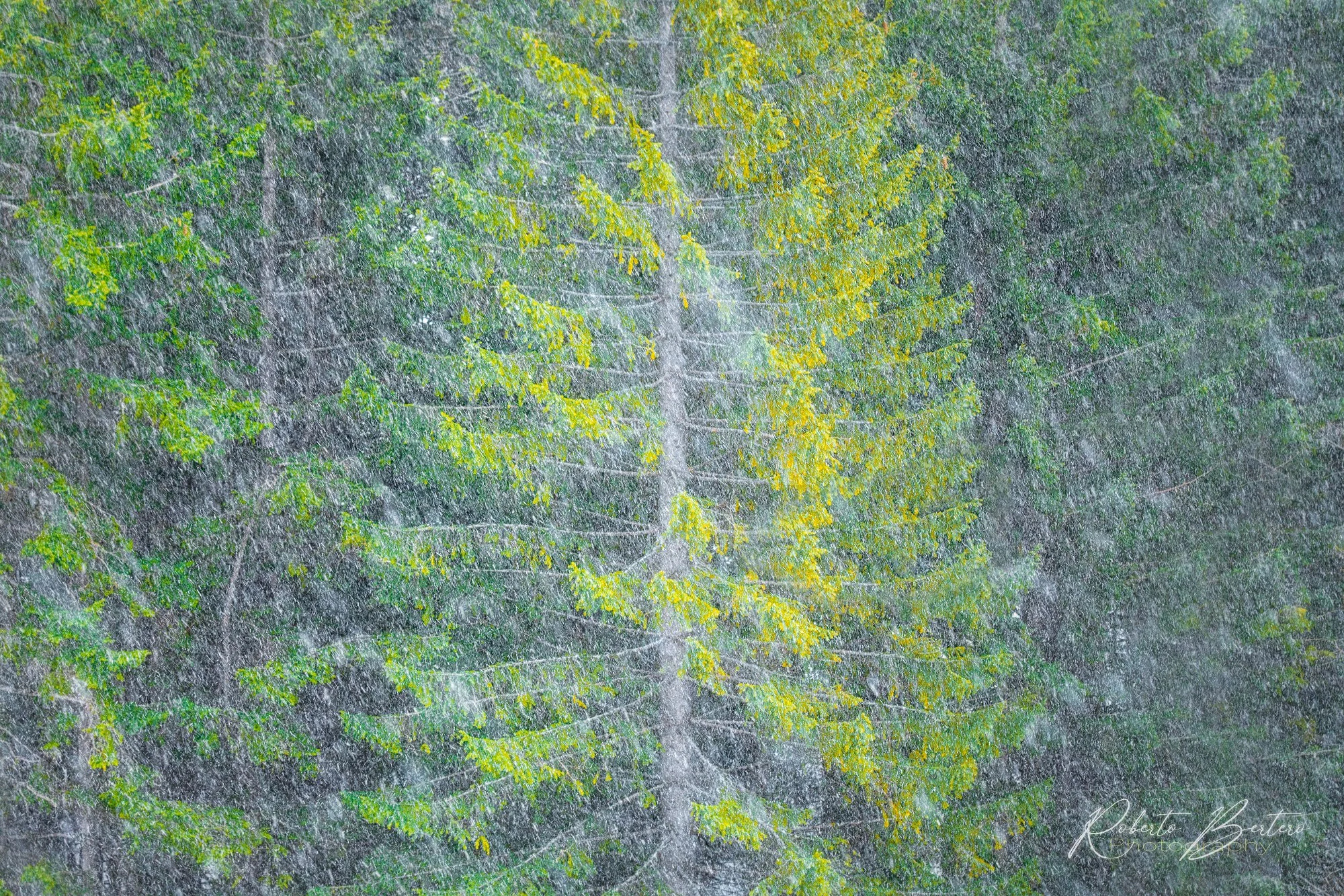 Green Texture Benith the Snow