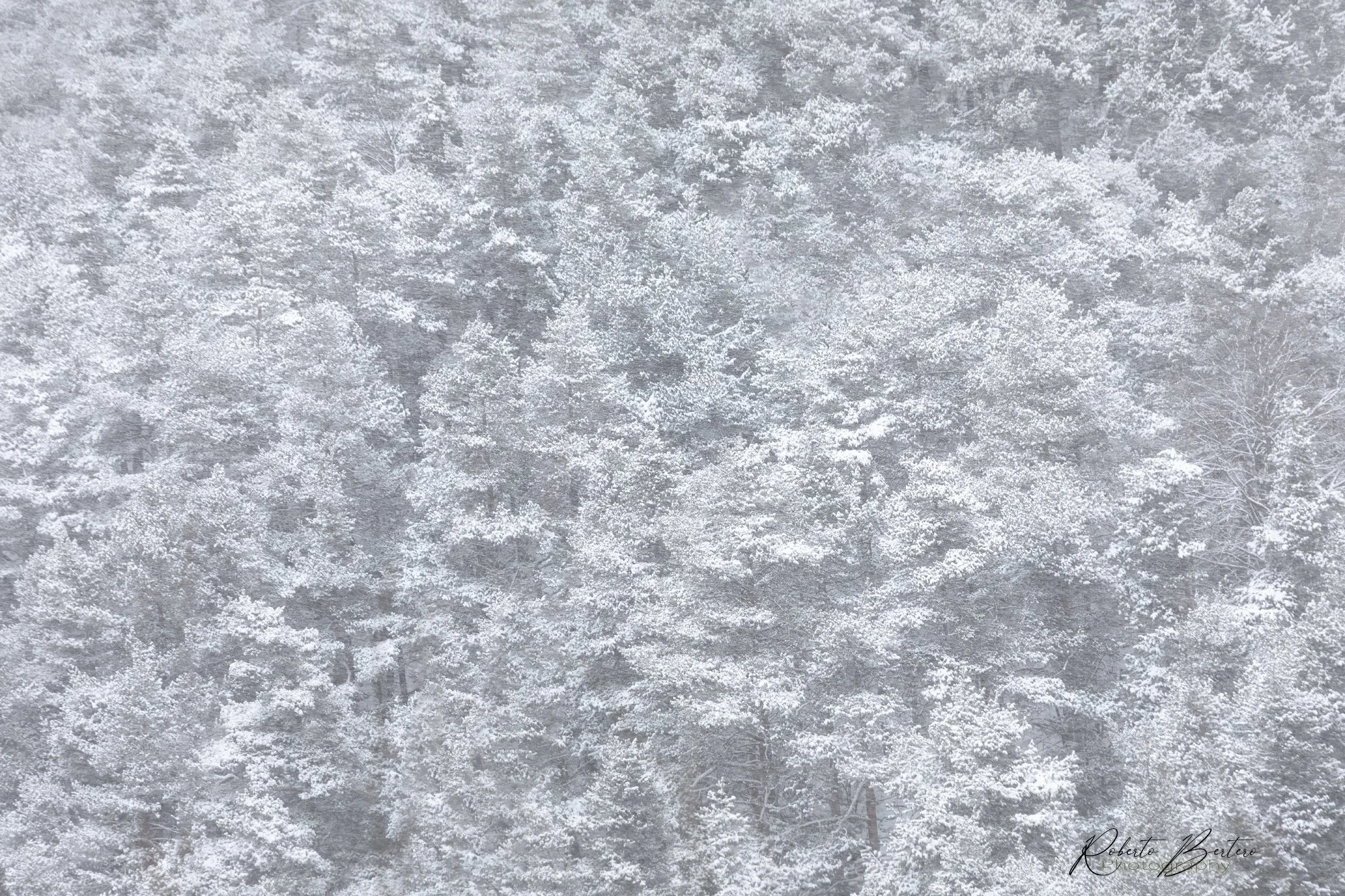 The Big White