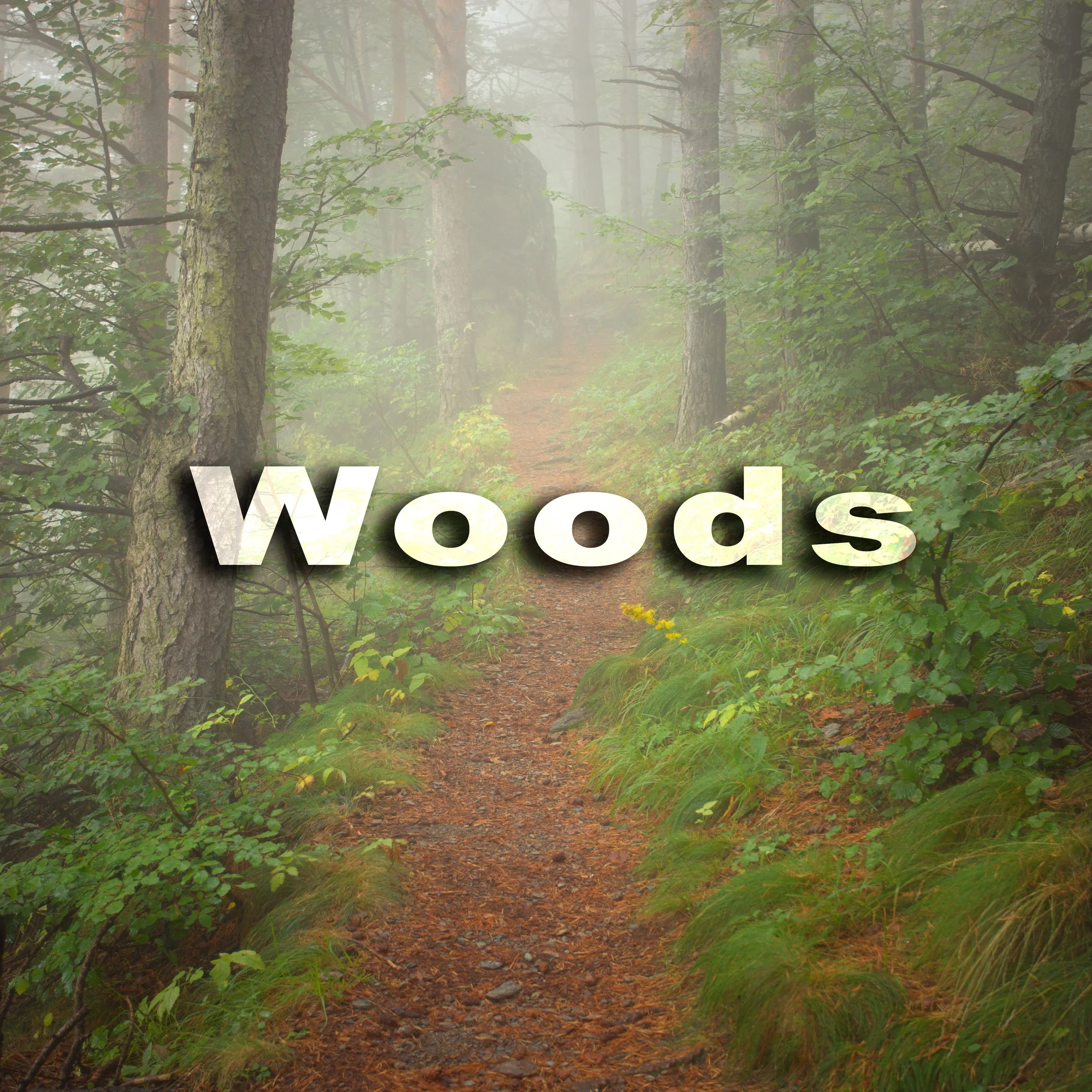A foggy forest scene with a dirt trail leading through tall trees and lush green foliage.