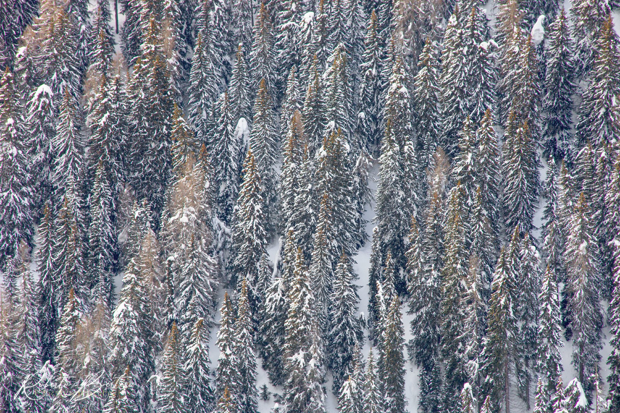 Winter Livery