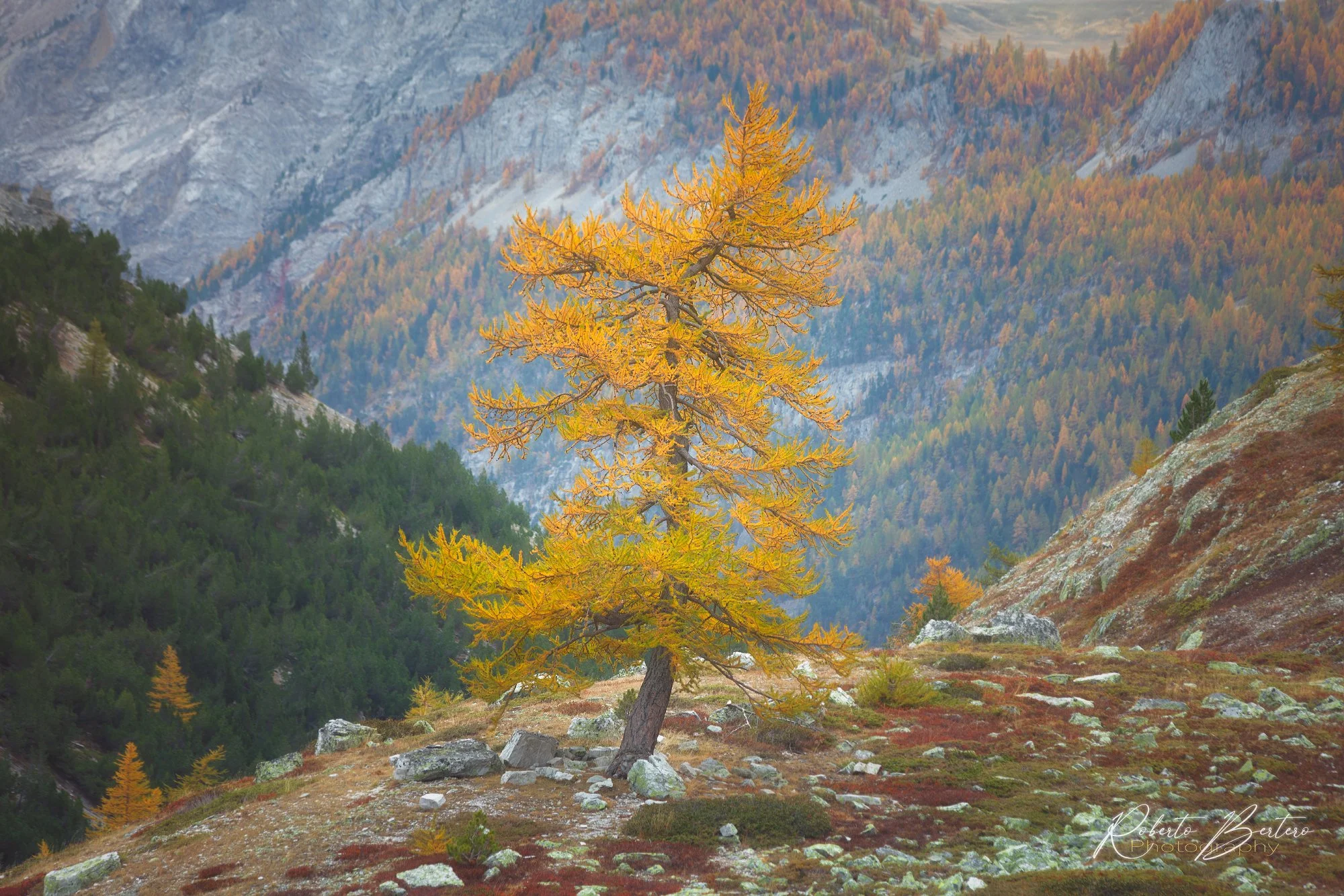 The Autumnal Tree