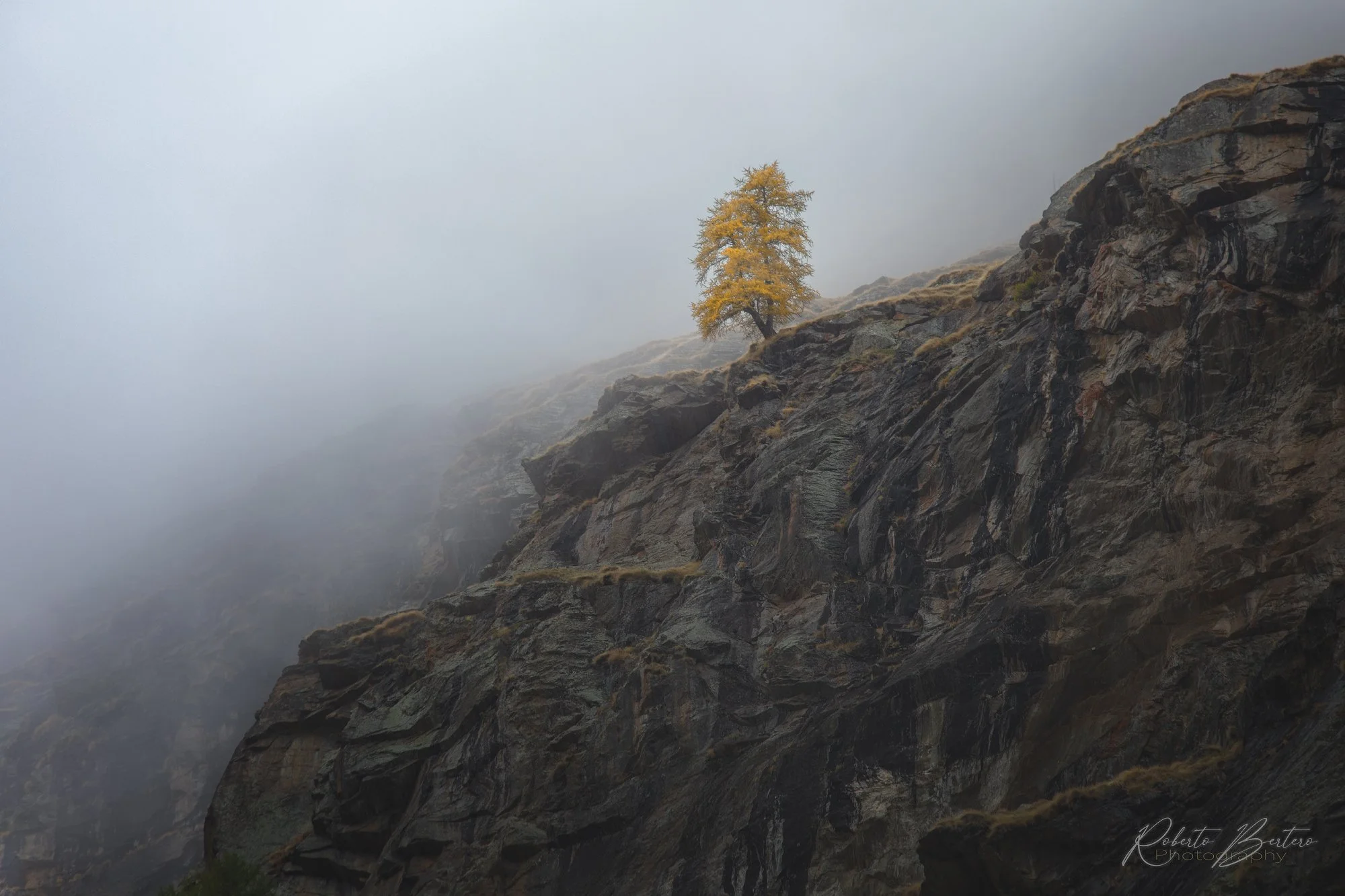 Alone in the Misty Autumn