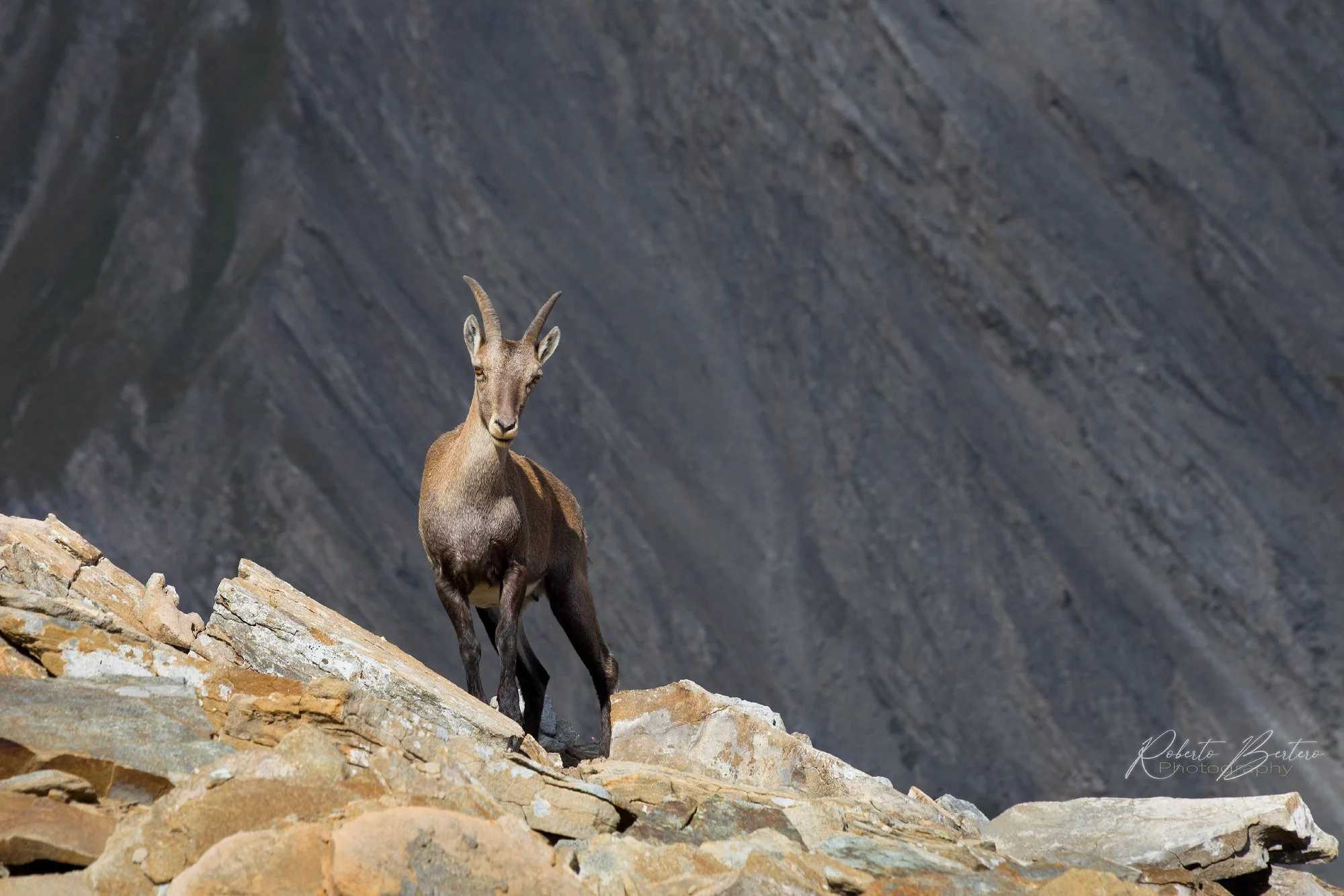 Ibex