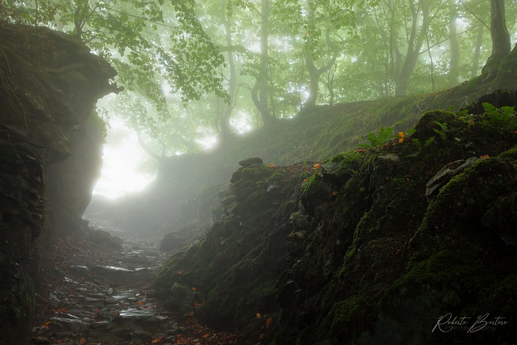 Magic Woods