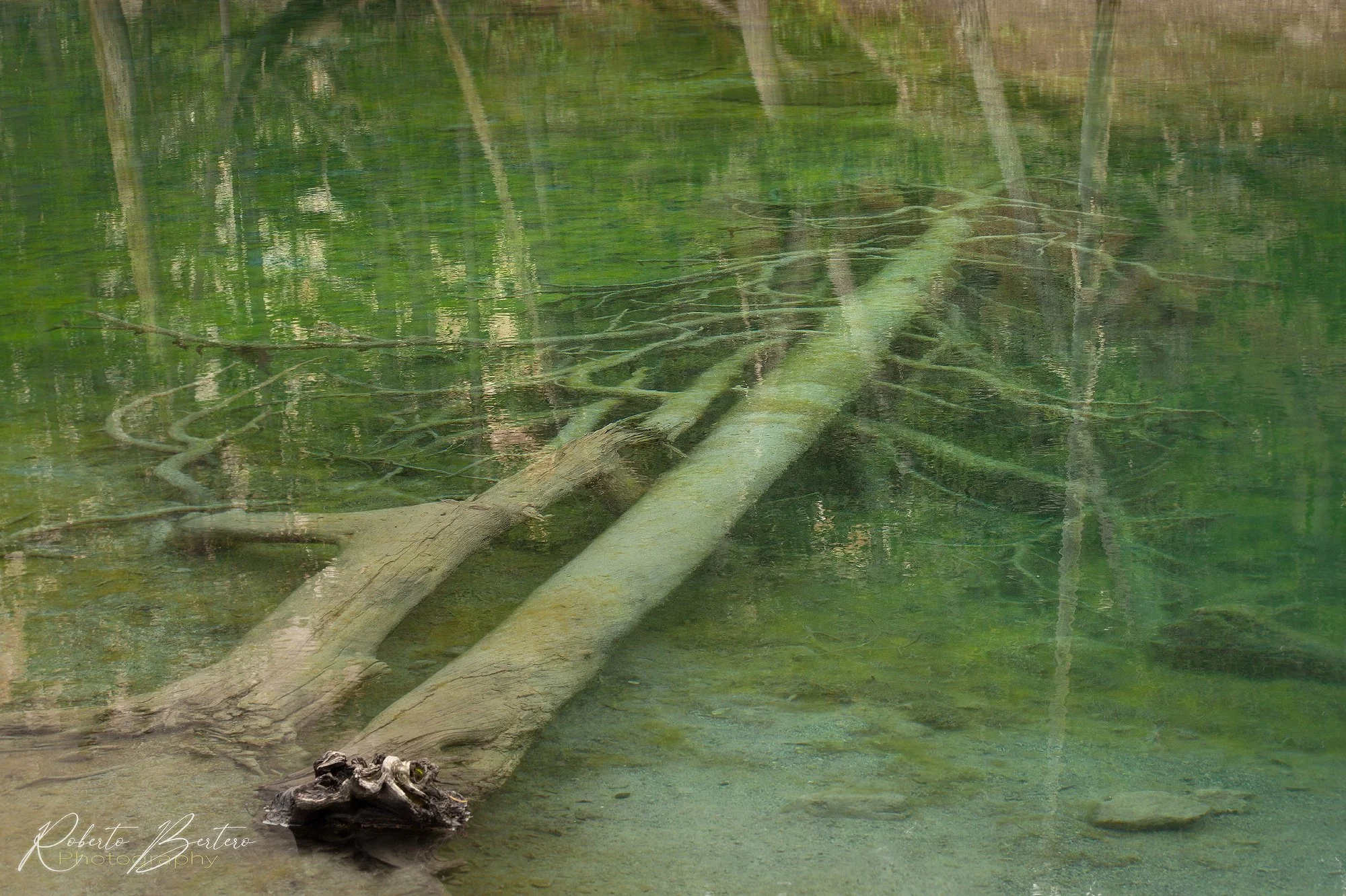 Where Trees Go to Die.jpg