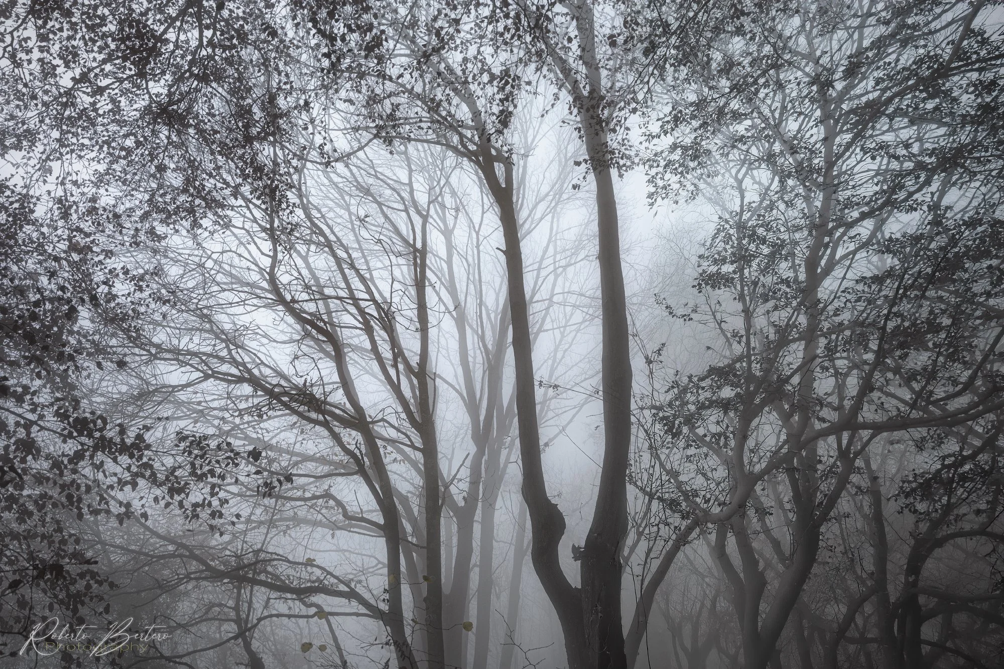 Elegant Natural Textures