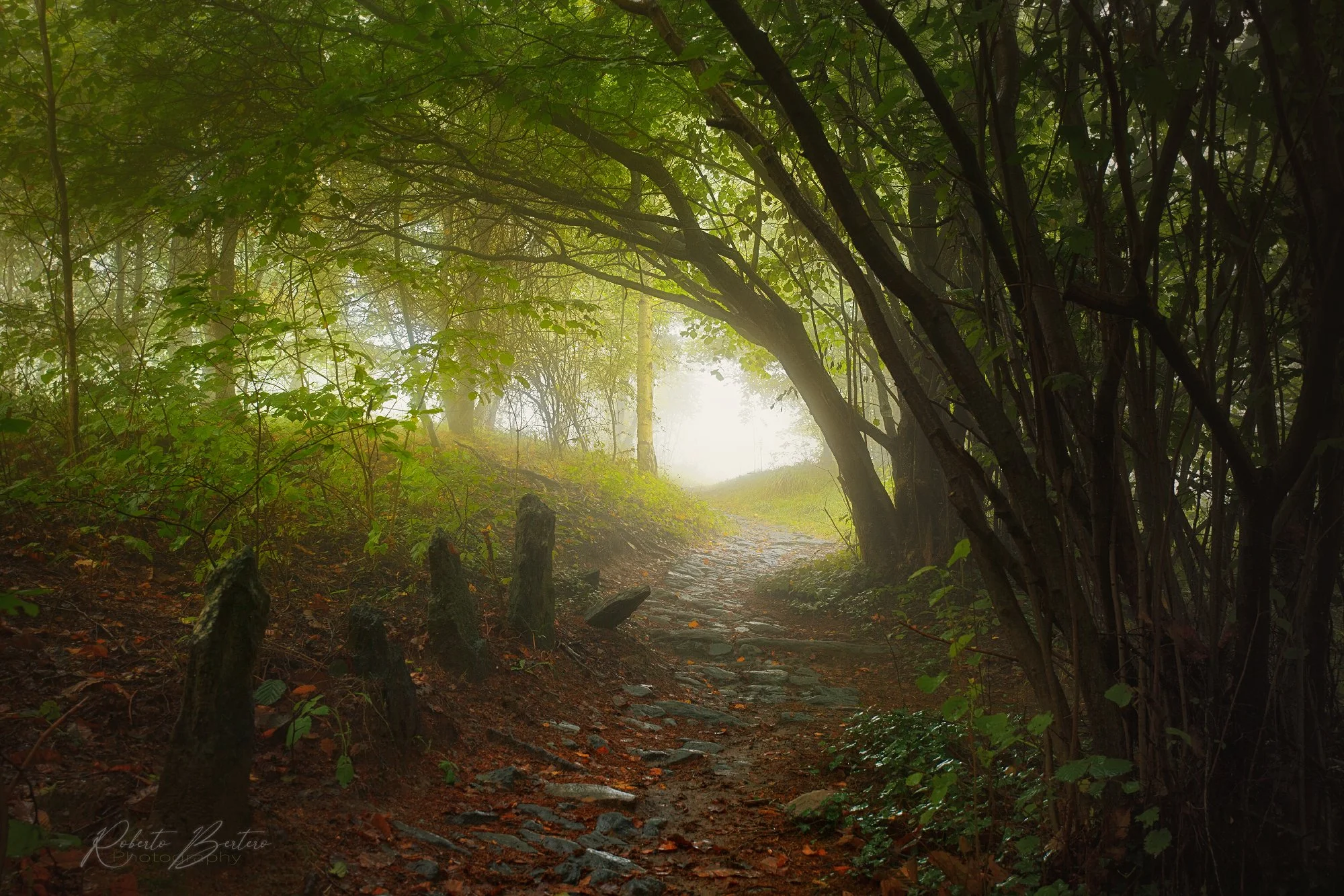 Bowing to the Light