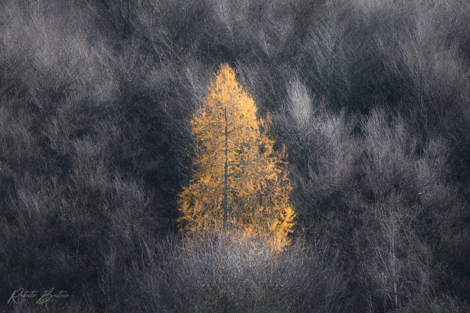 Autumnal Textures.jpg