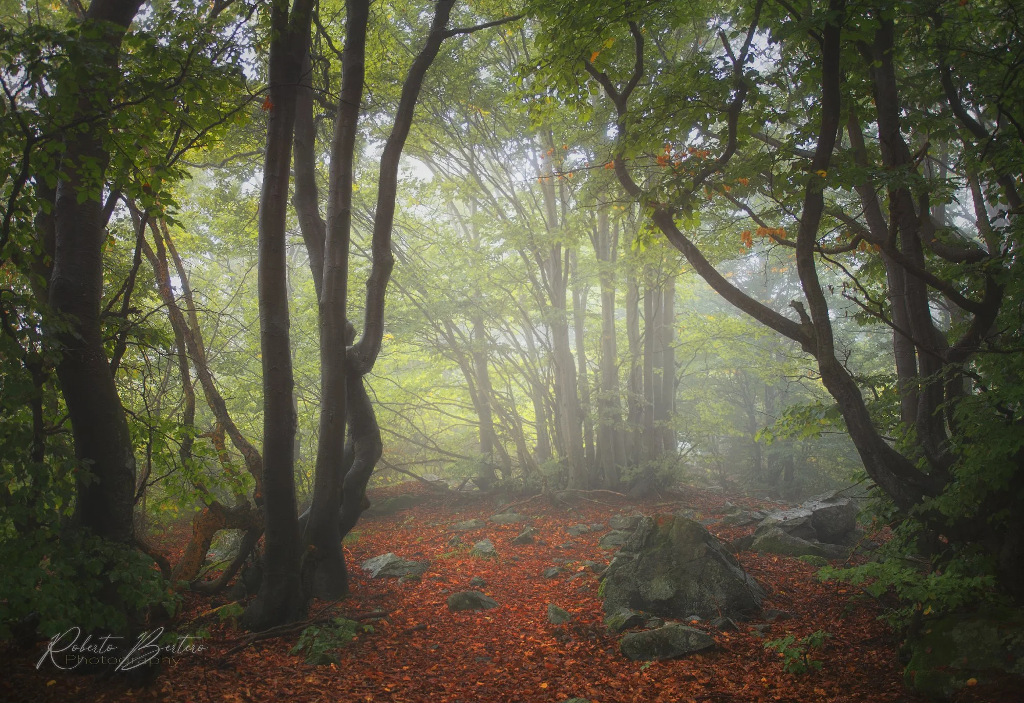 Light Through the Woods