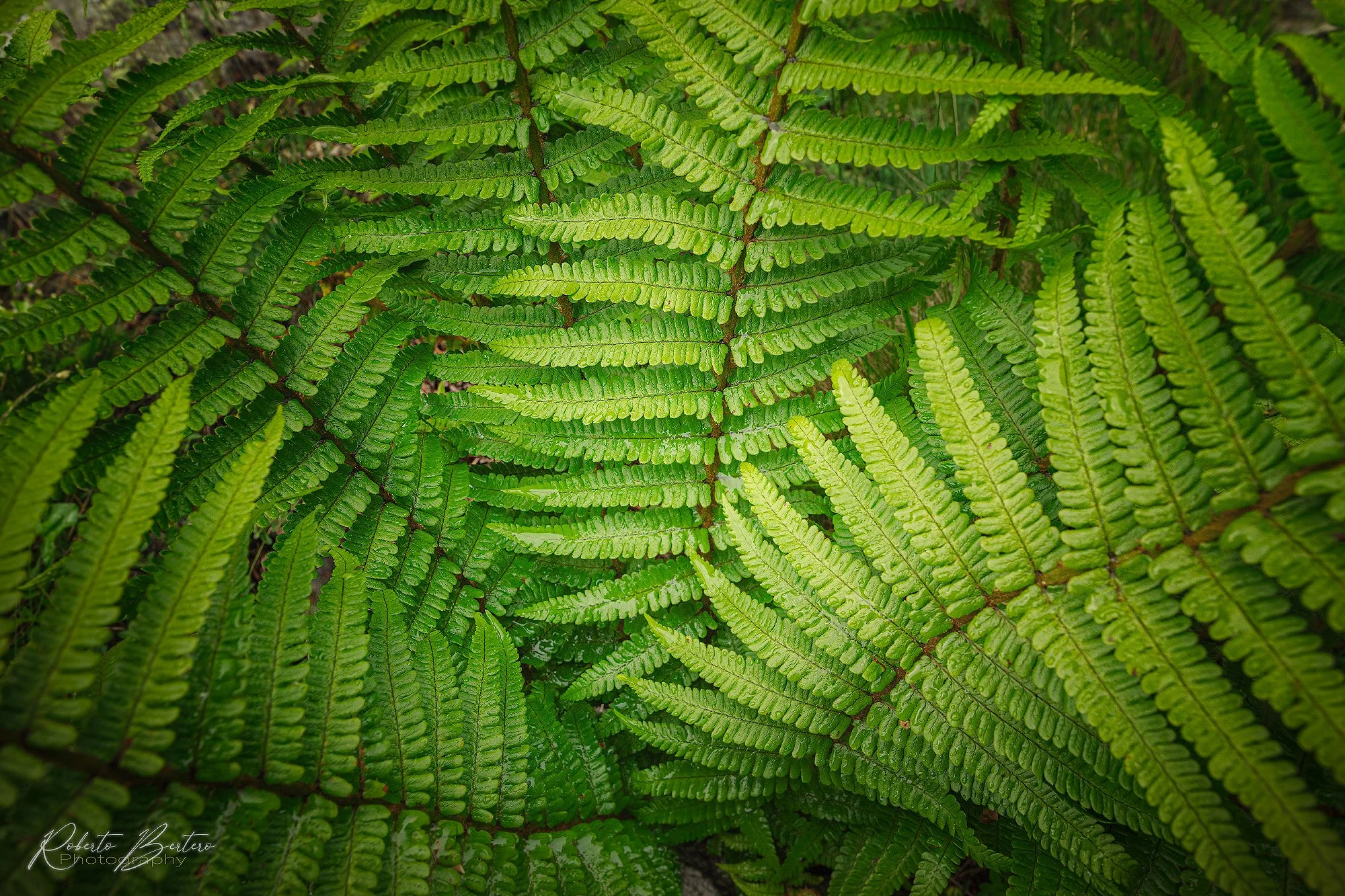 Green Textures