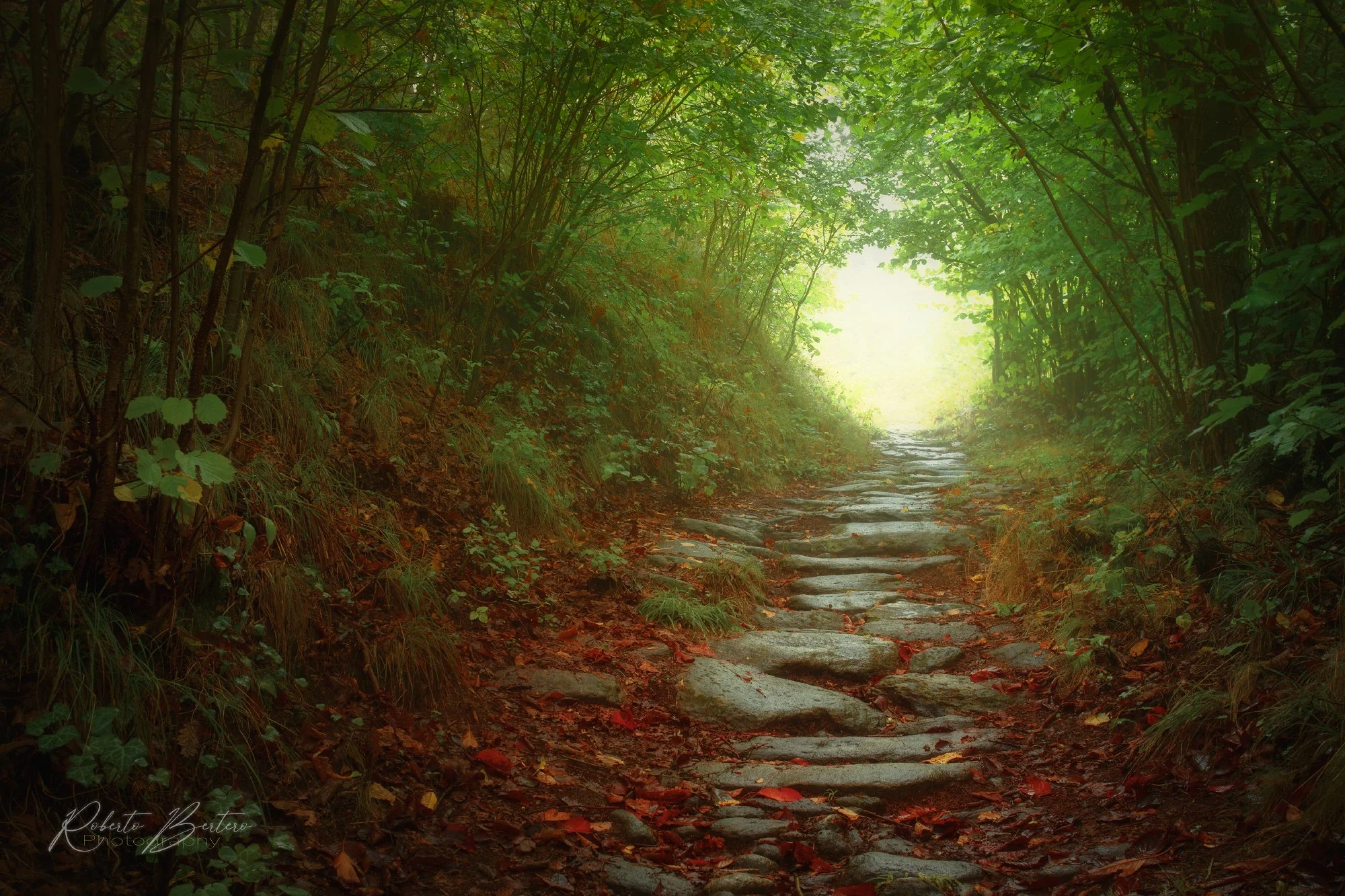 Autumn Woods.jpg