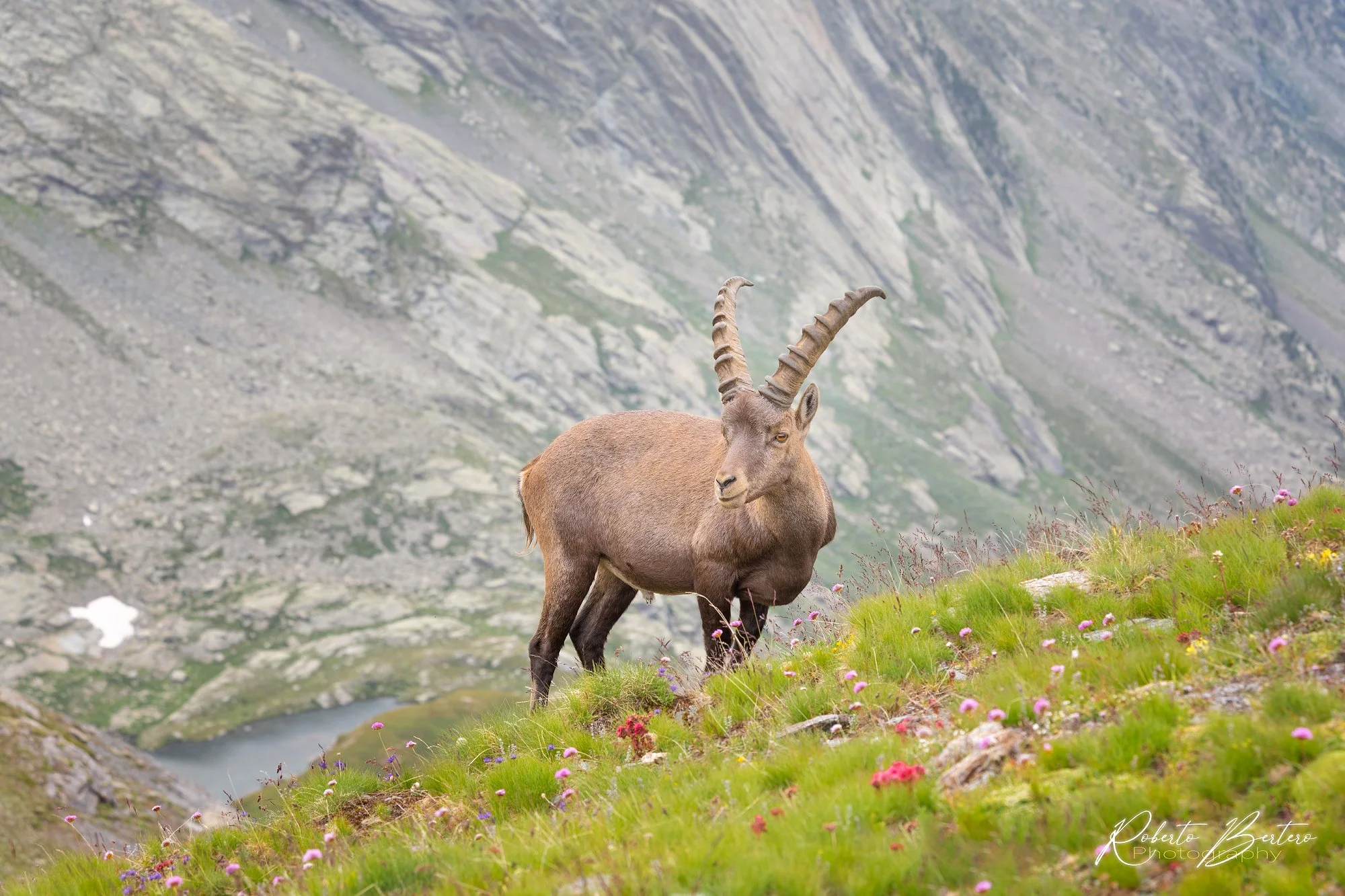 Ibex Among Flowers