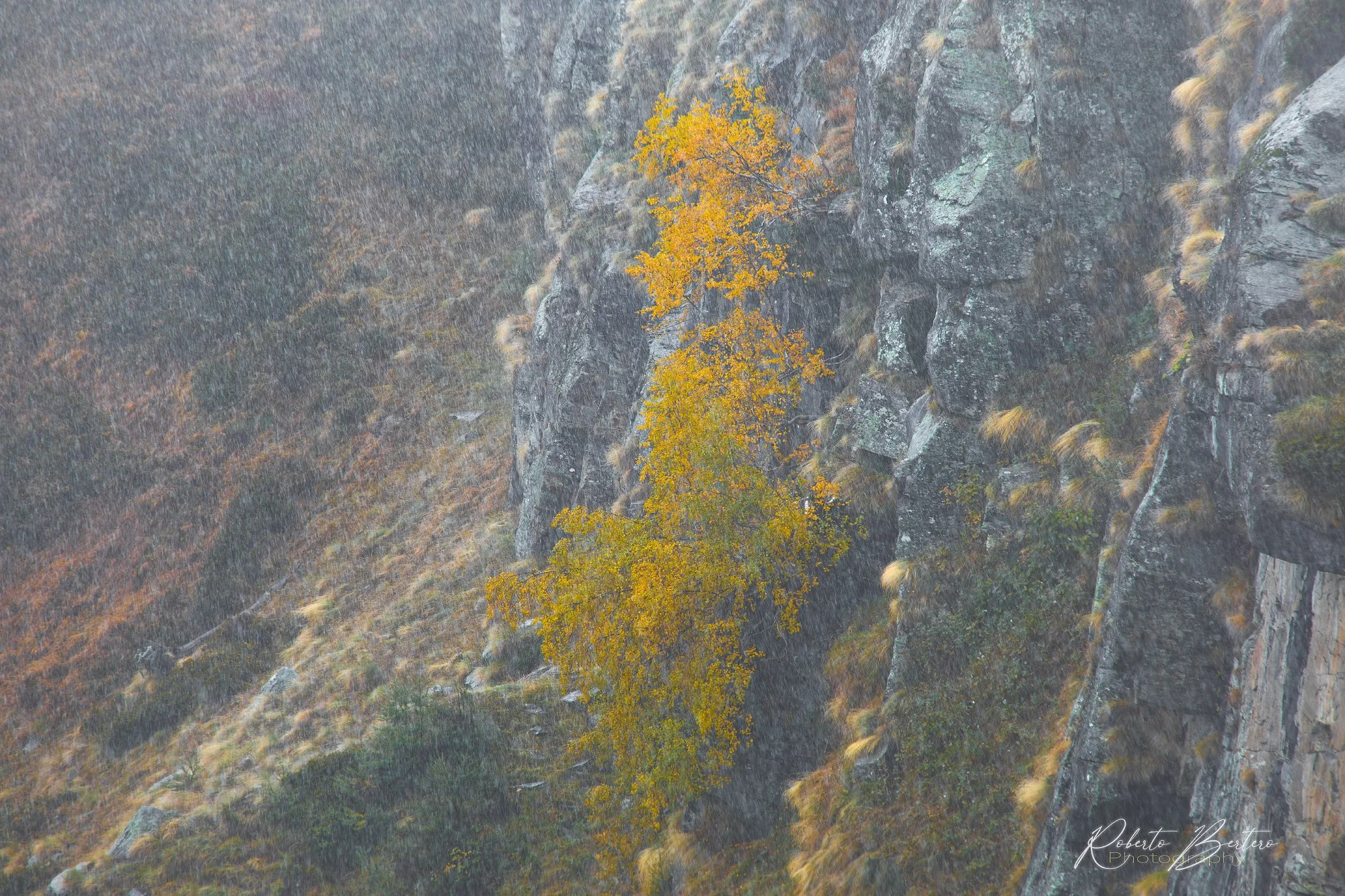 Autumn under the Rain.jpg