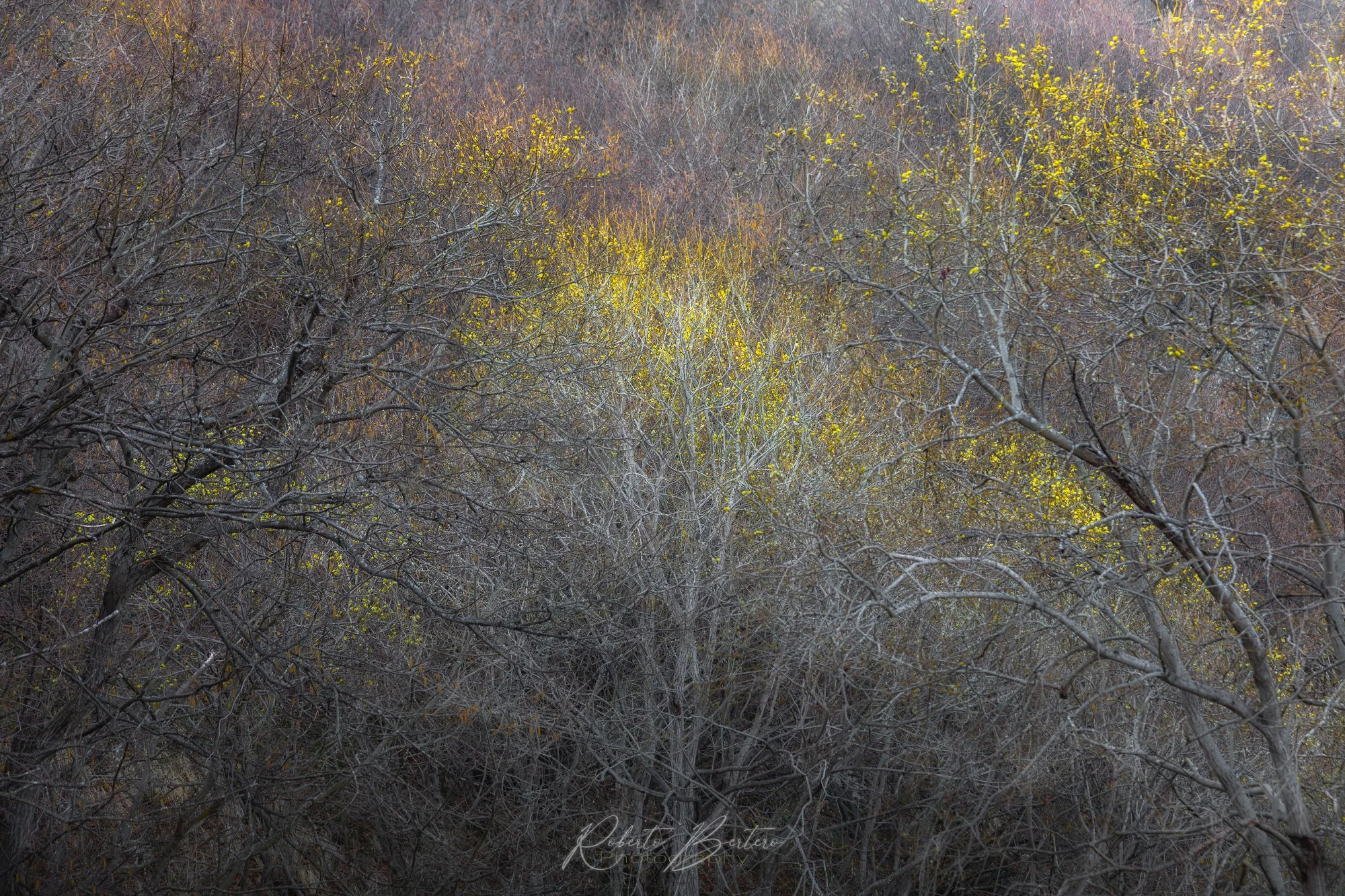 A Splash of Color