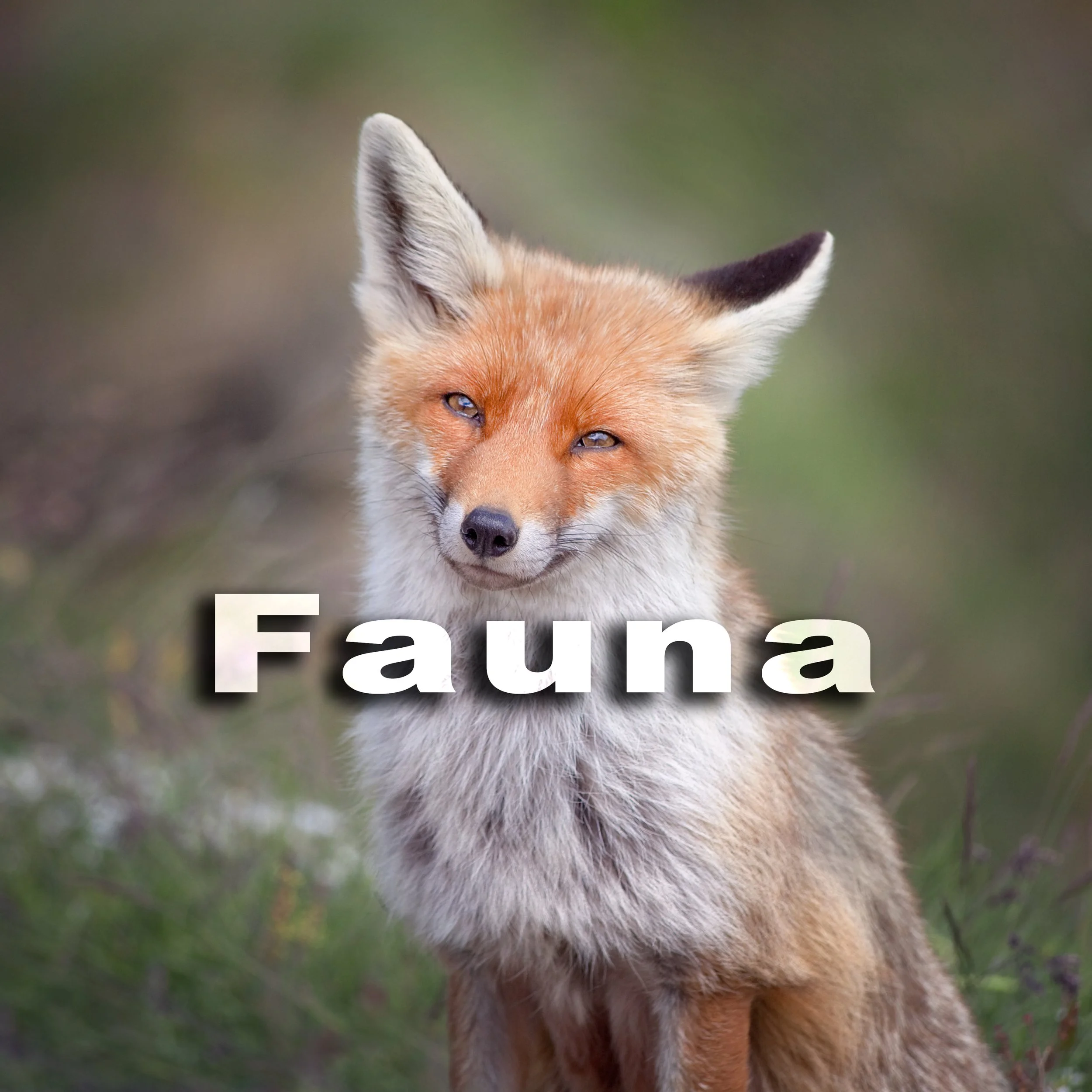 Close-up of a fox with pointed ears and orange fur in a natural outdoor setting.