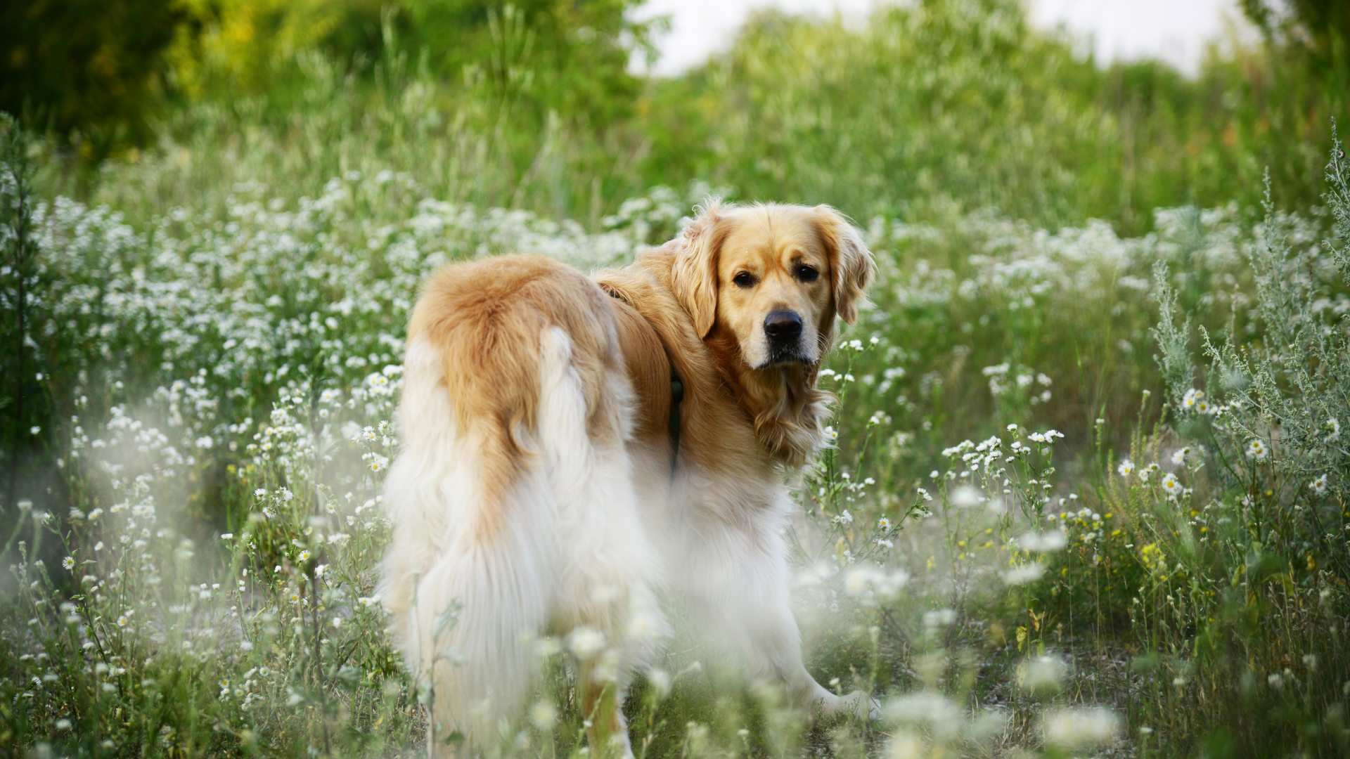 Golden retriever dog standing in a field of white flowers and green grass, looking back at the camera.