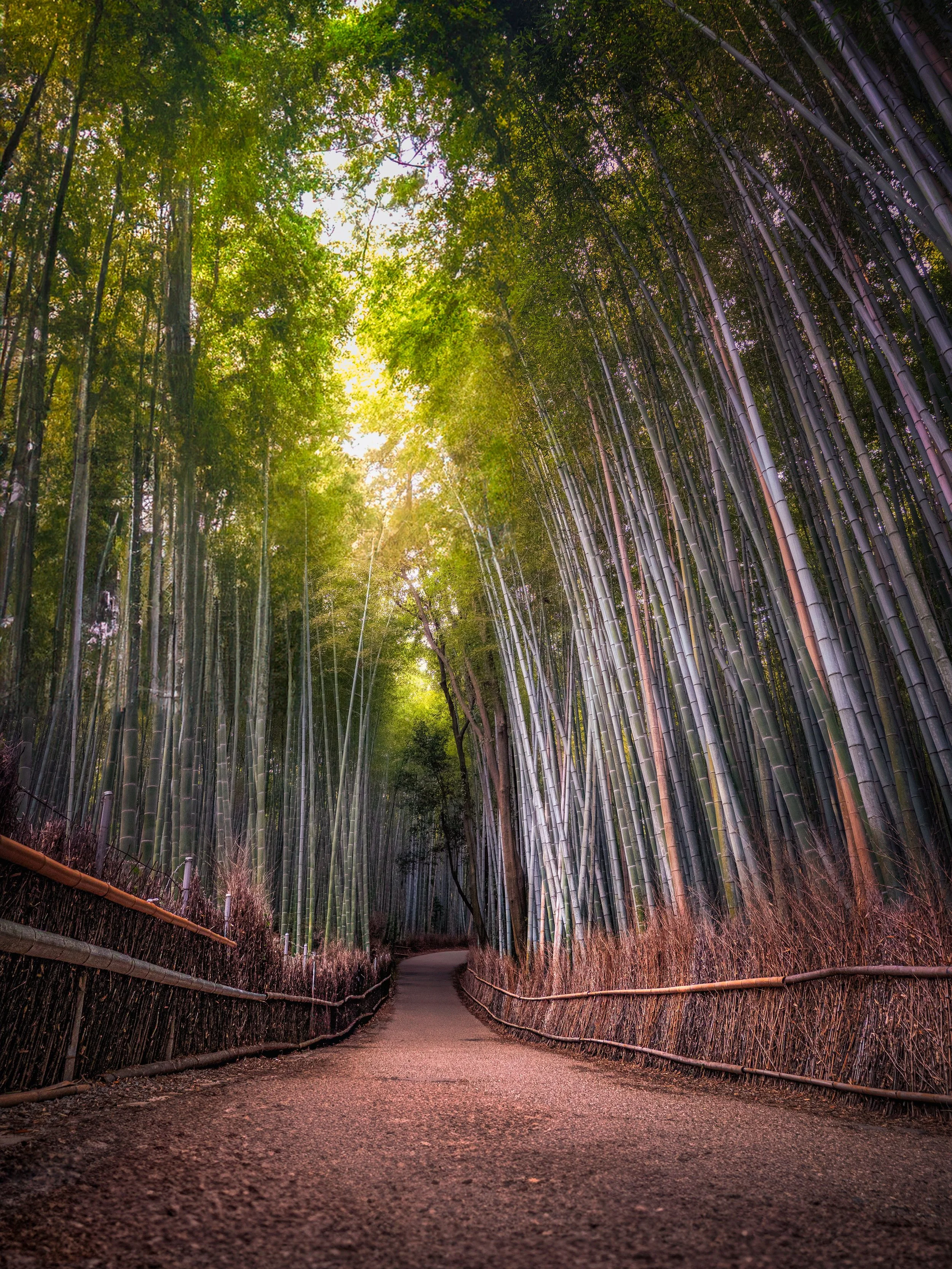 A winding path through a dense bamboo forest with tall bamboo stalks on both sides and sunlight filtering through the green leaves.