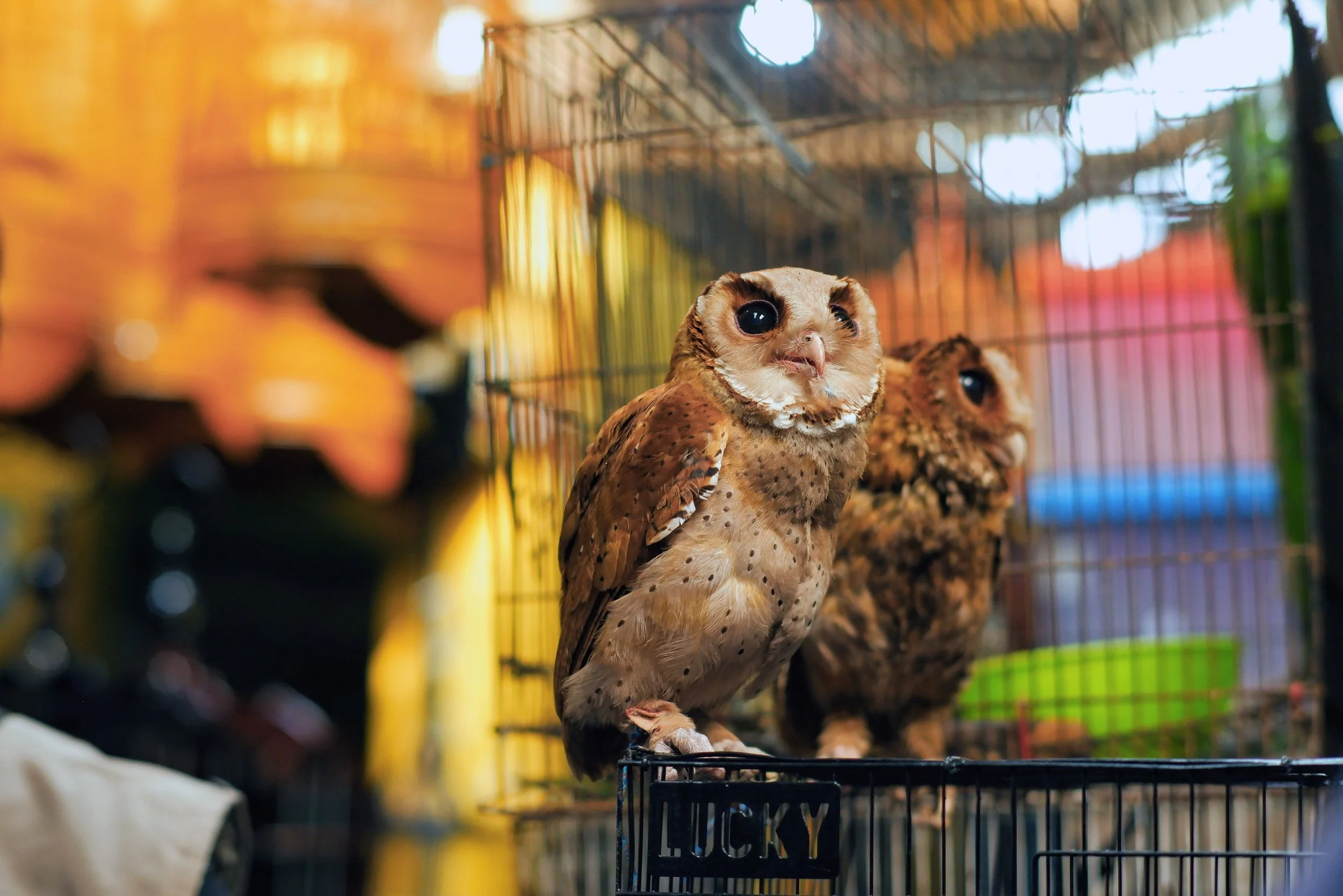 A close-up of a barn owl inside a cage, with large dark eyes and light brown feathers with white spots, in an indoor environment with metal and wooden structure.