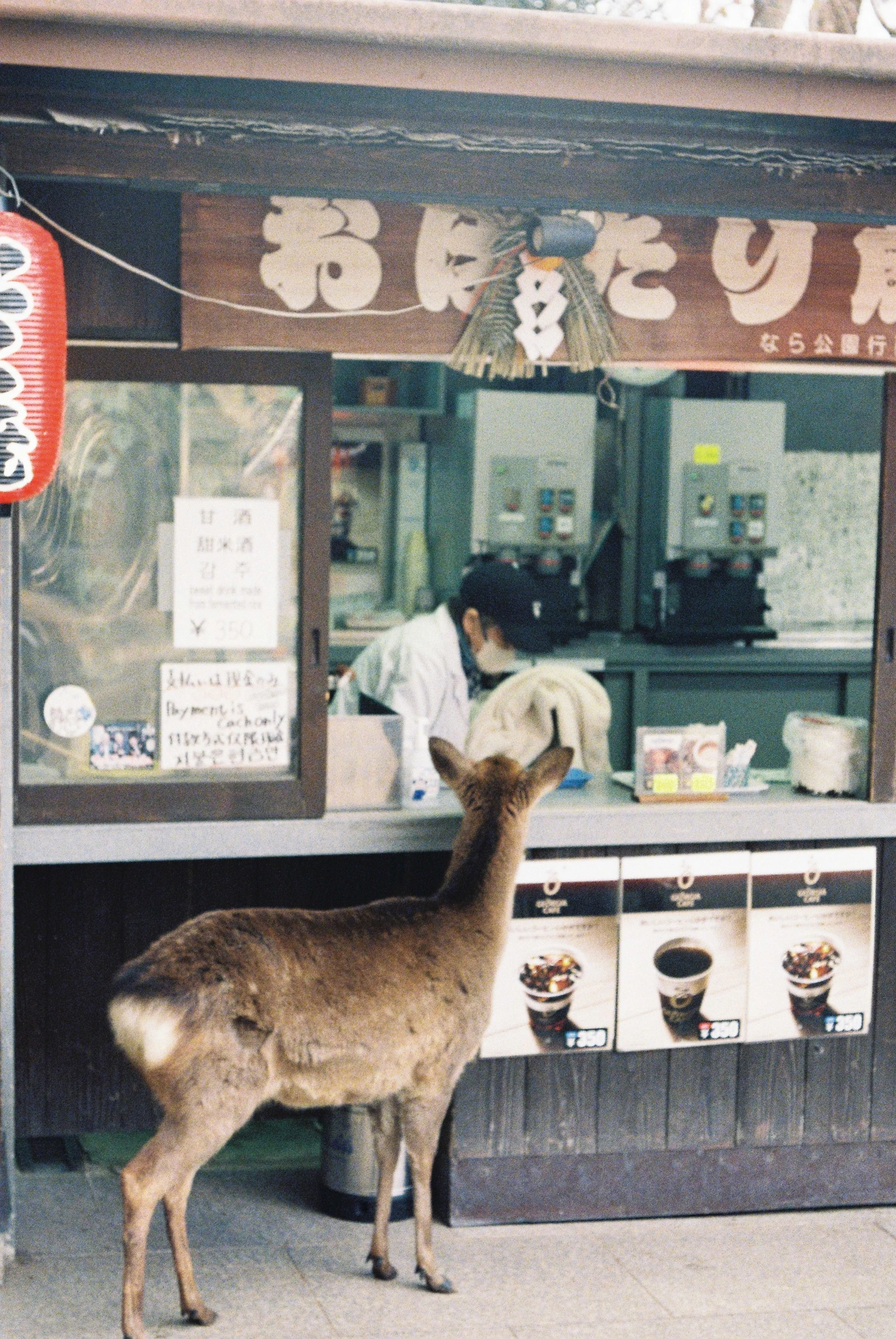 A young deer standing in front of a Japanese food stand, looking at the menu and ordering food.