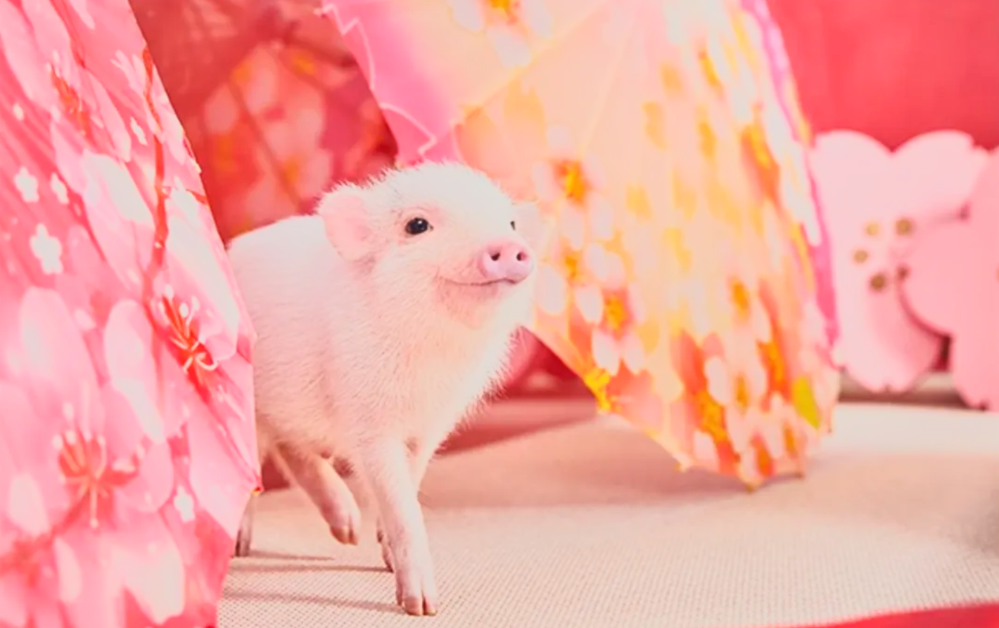 A small piglet with a pink snout and white fur peeking out from behind colorful pink and yellow floral-patterned umbrellas.