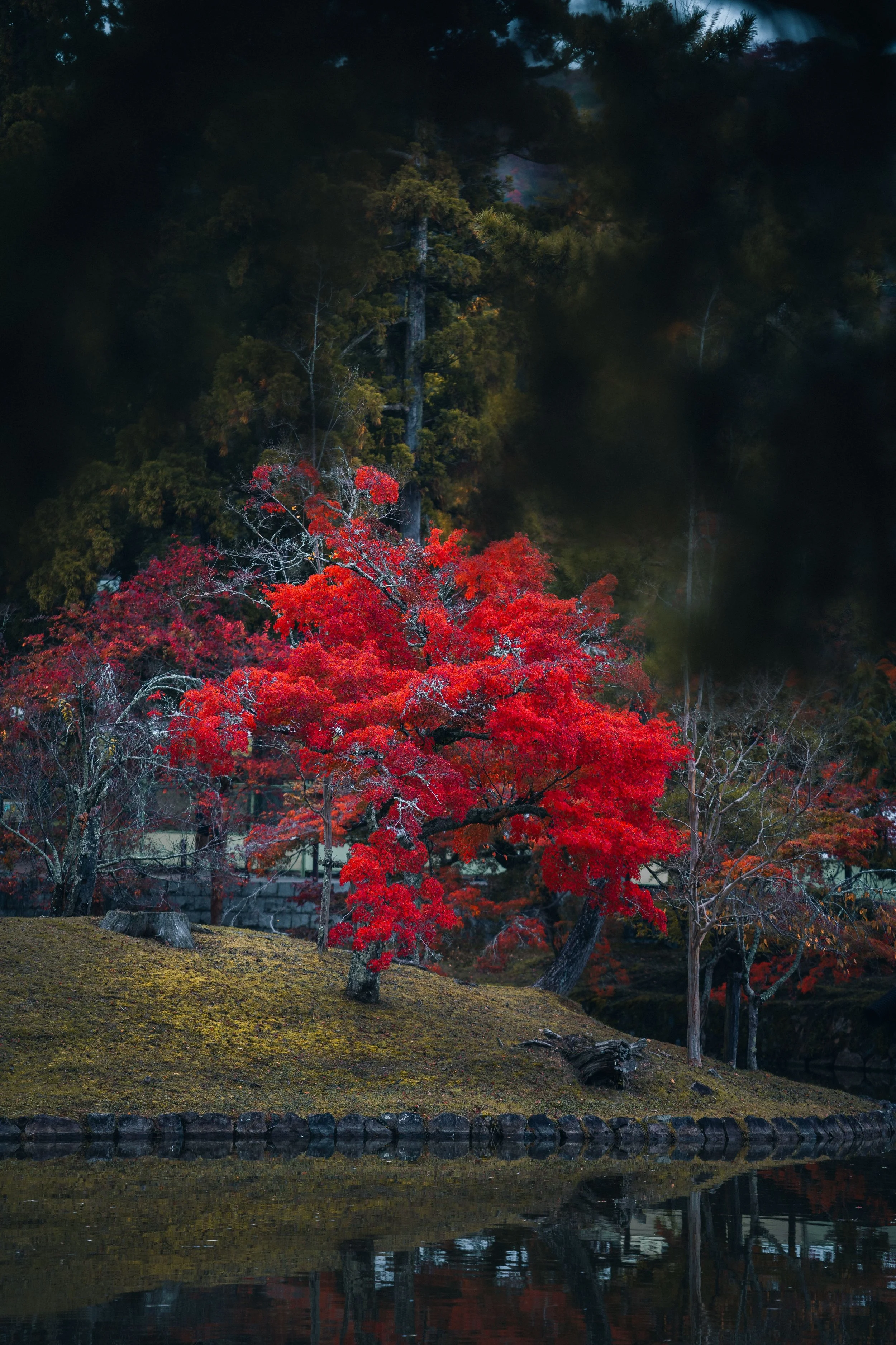 Autumn scene with bright red and orange trees near a calm body of water, with dense green forest in the background and reflections in the water.