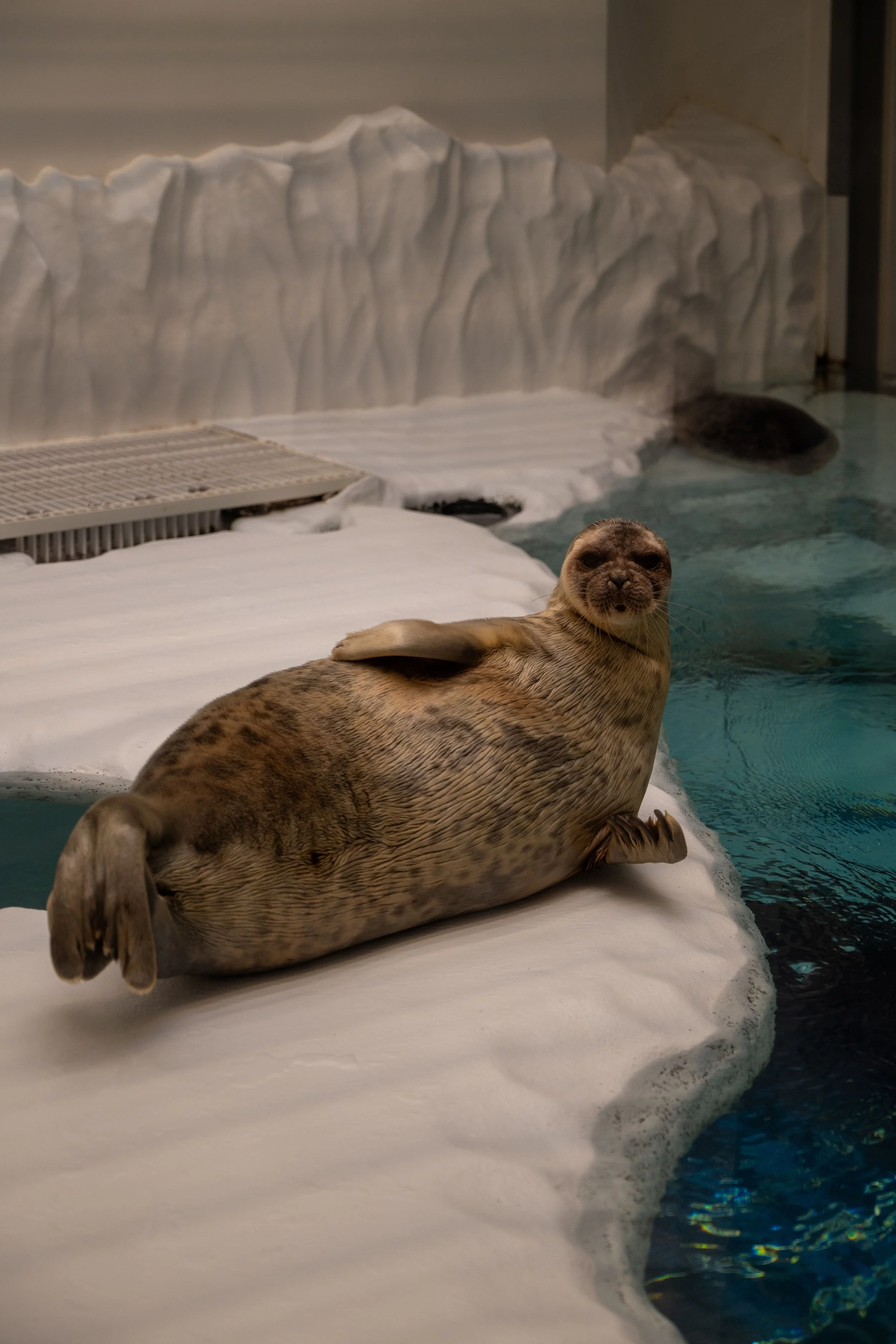 A sea lion resting on snow by the water, with ice and snow in the background.