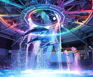 Dolphins perform in an underwater fountain show with colorful lights.
