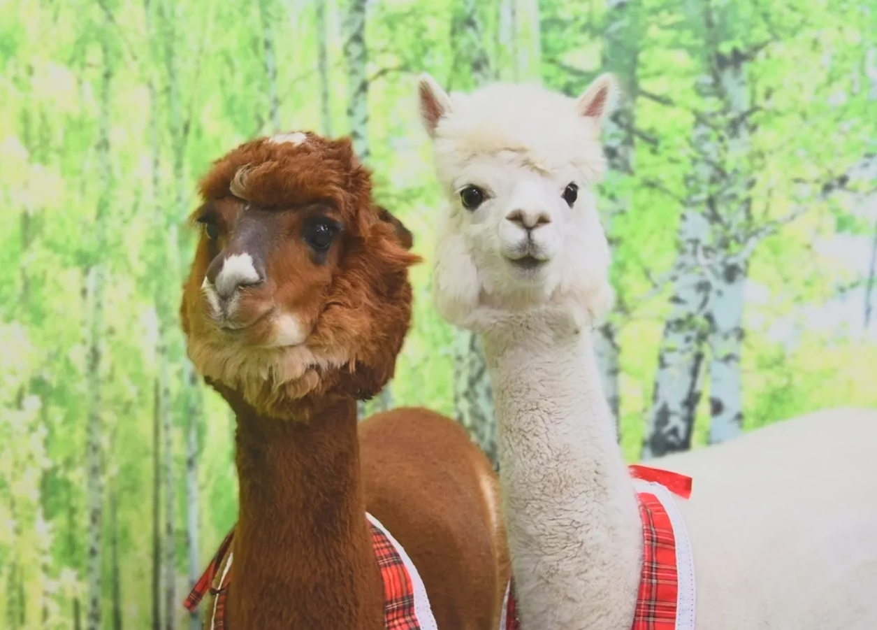 Two alpacas with plaid harnesses, one brown and one white, standing in front of a green forest background.