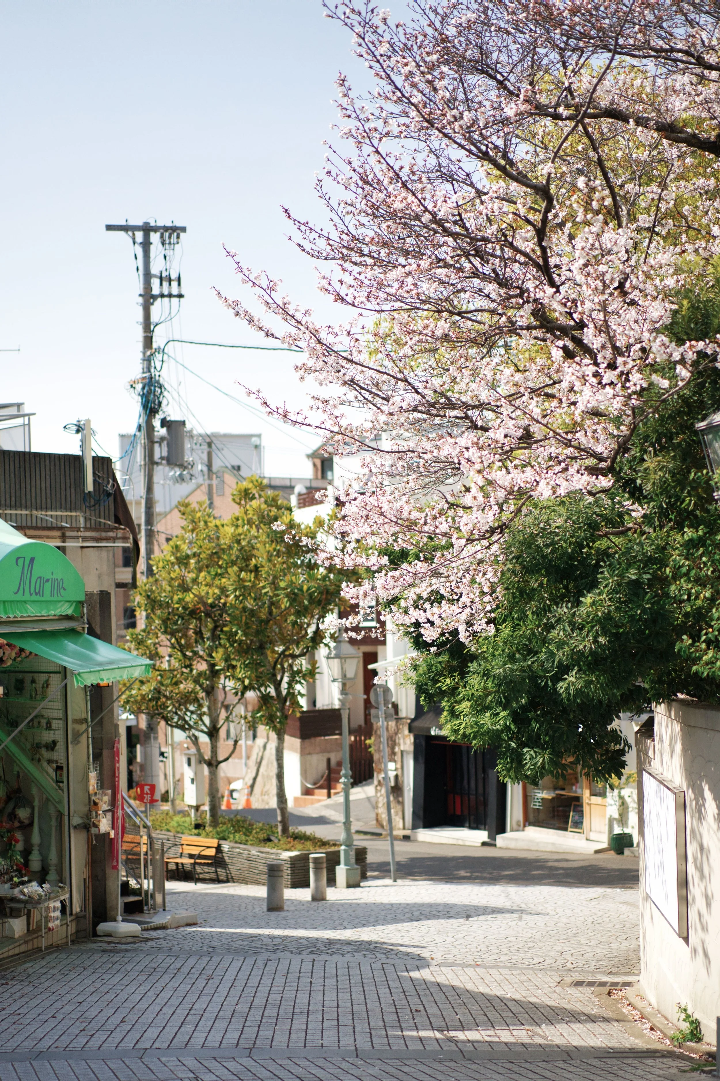 A quiet city street with trees in bloom, storefronts with awnings, and empty benches under tall street lamps, taken on a sunny day.