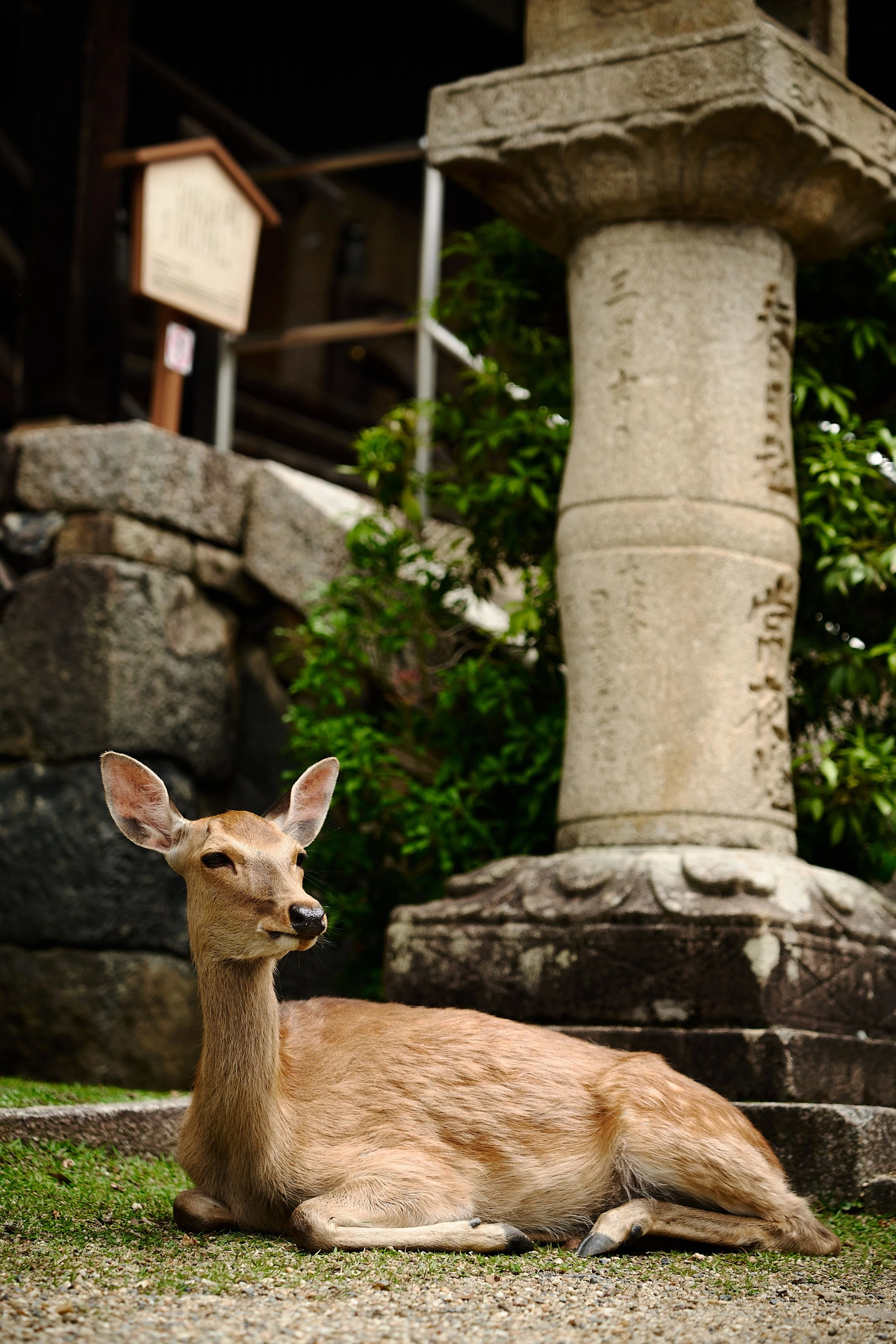 A lying deer with large ears in a garden with stone steps and a stone column in the background.