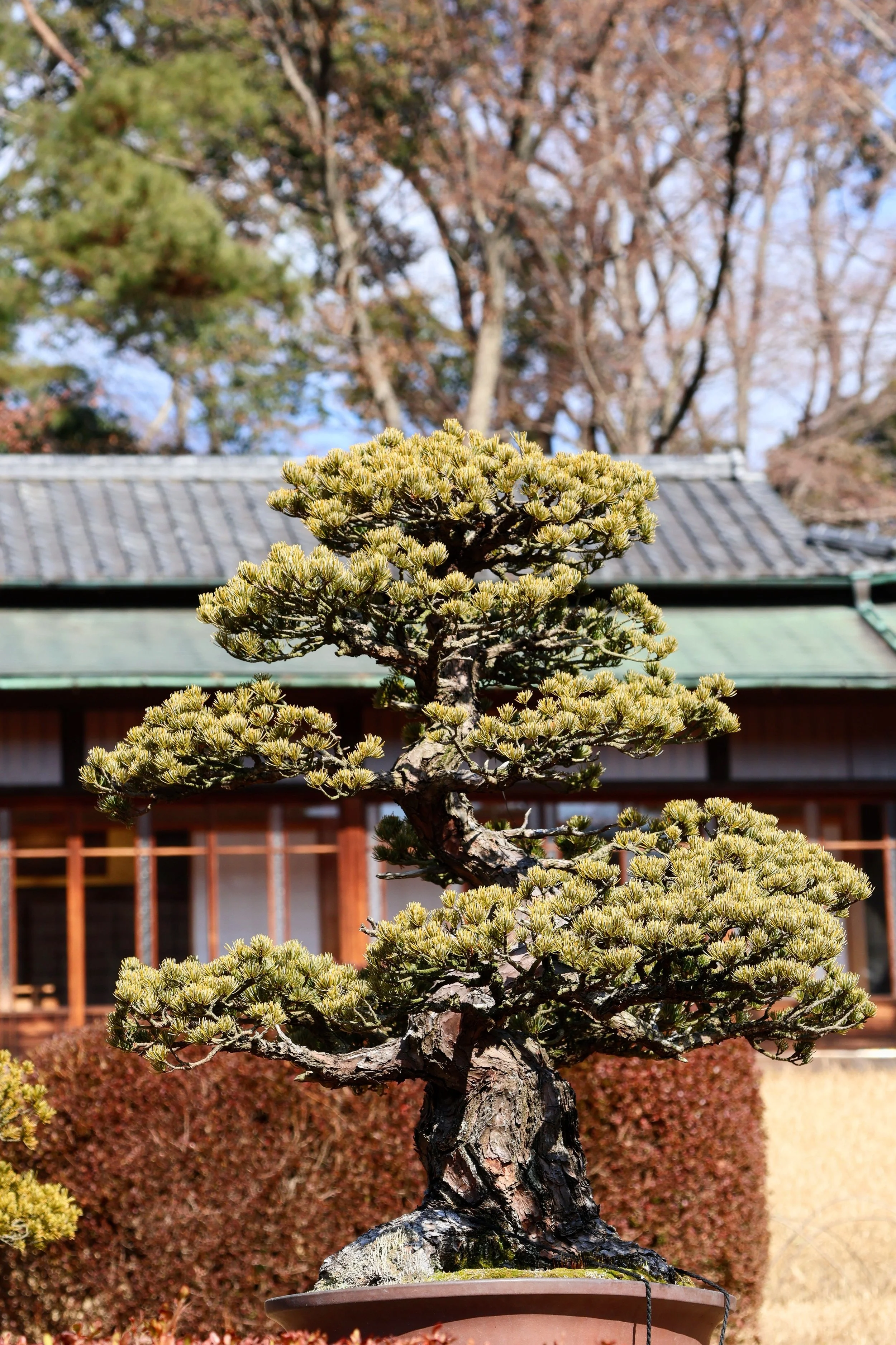 A bonsai tree in a container with a background of a traditional East Asian building and autumn trees.