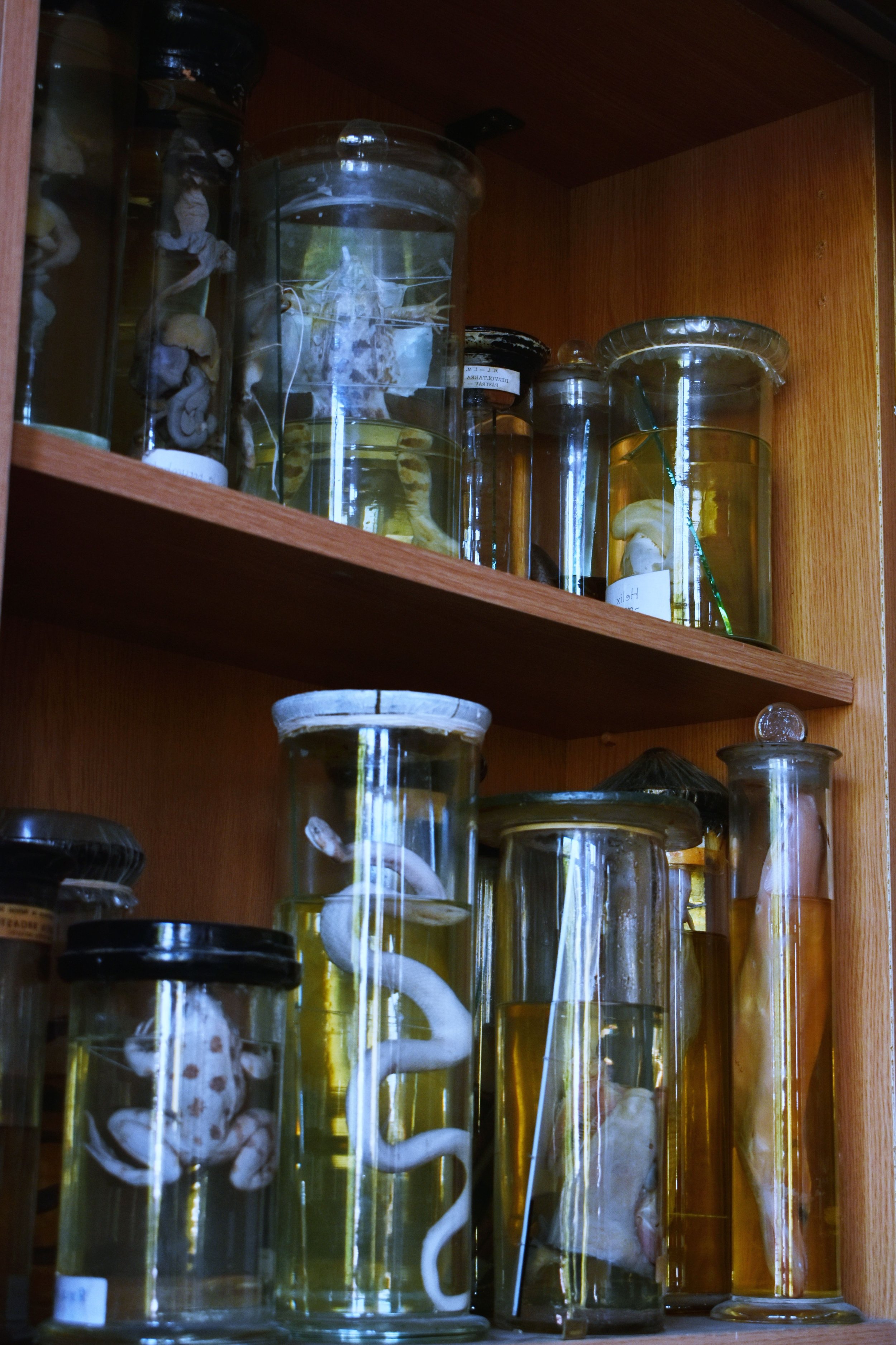 A wooden cabinet with several glass containers holding preserved snakes, spiders, and other specimens in liquid.