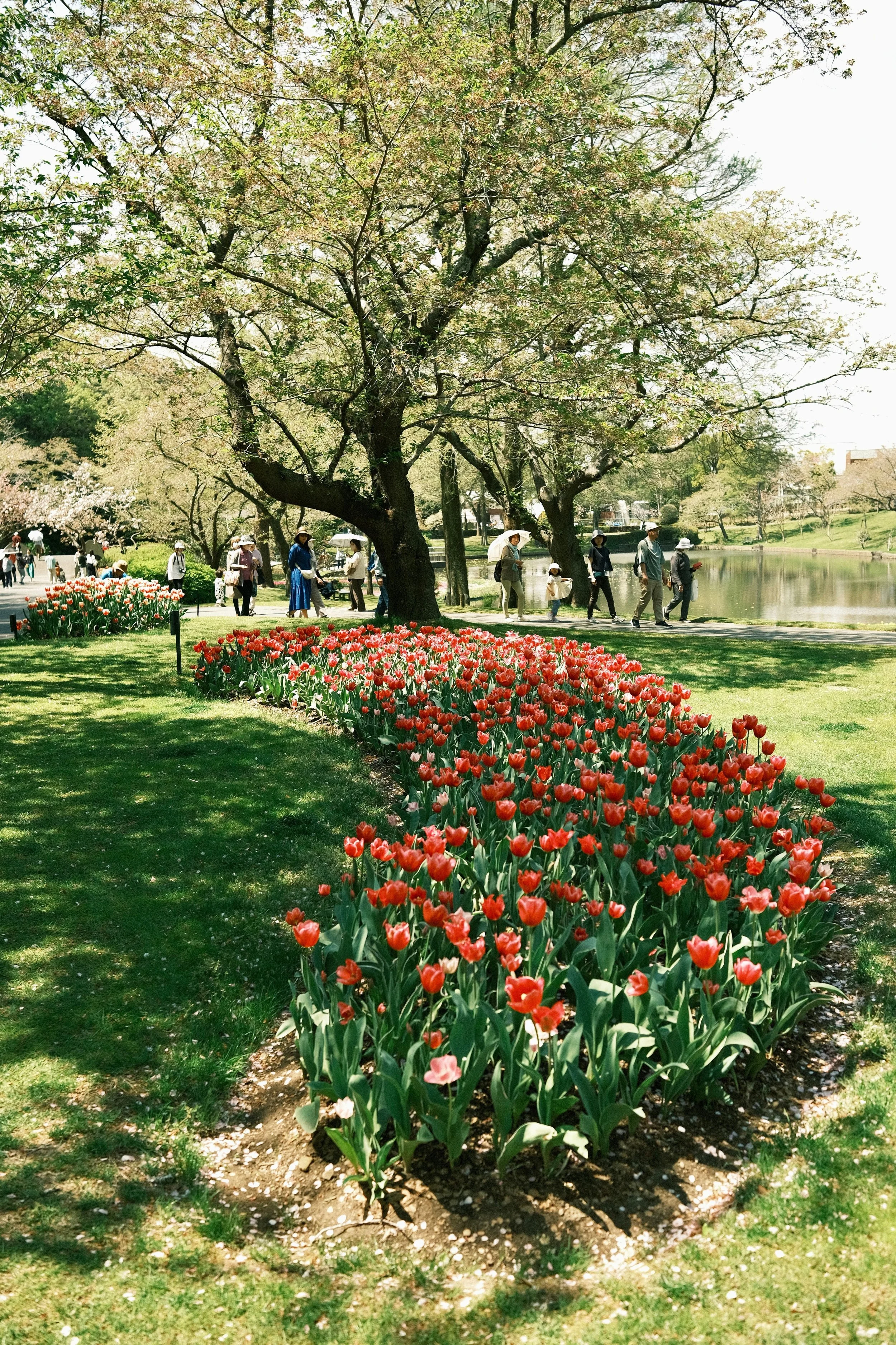 A park scene with a row of red tulips in the foreground, large trees with budding green leaves and white blossoms, and a walking path with people strolling and sun shining.