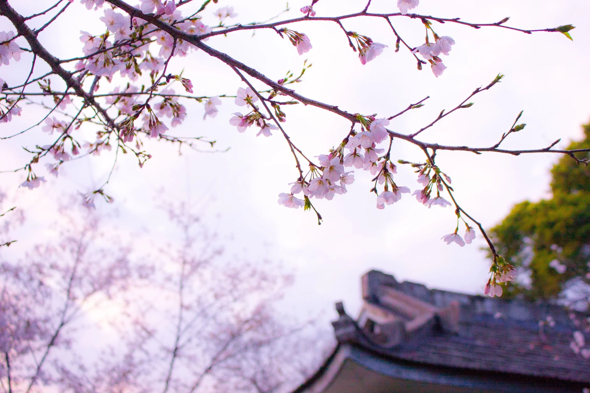 Cherry blossom branches with pink flowers against a bright sky, with a blurred house roof in the background.