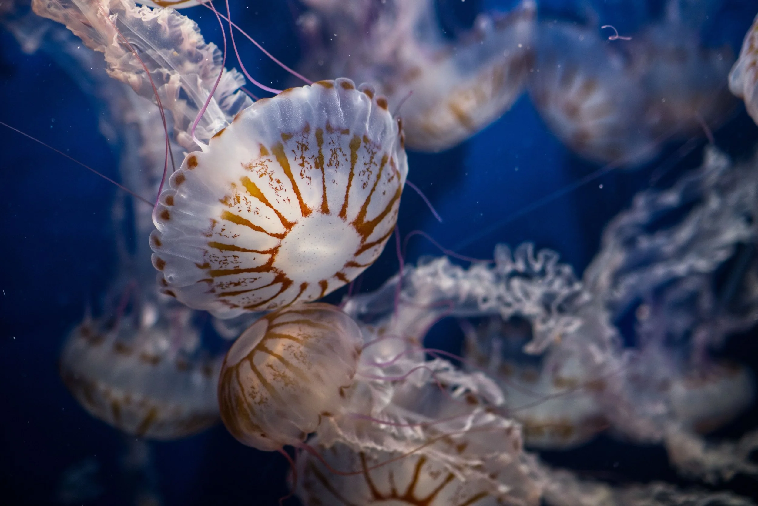 A group of jellyfish floating in the ocean water.