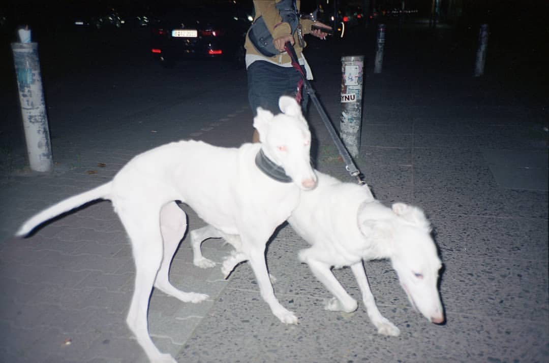Hunde ueber Berlin#berlin.jpg