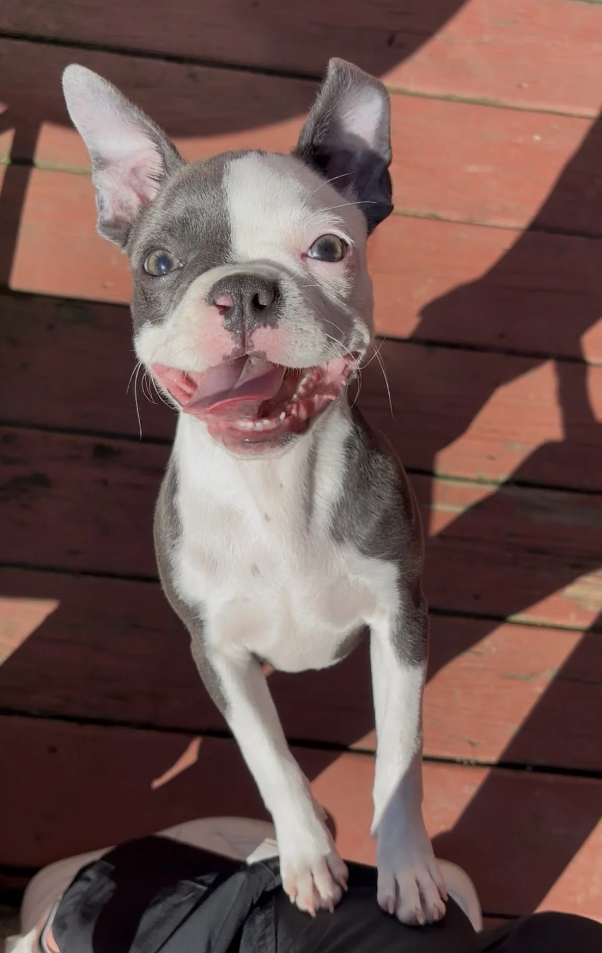 Jovie Blue Boston Terrier Puppy